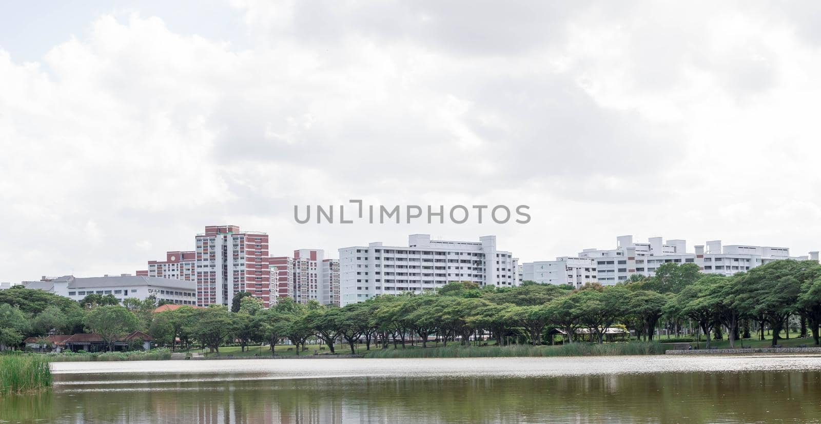 Tall grasses with river and residential condominium background