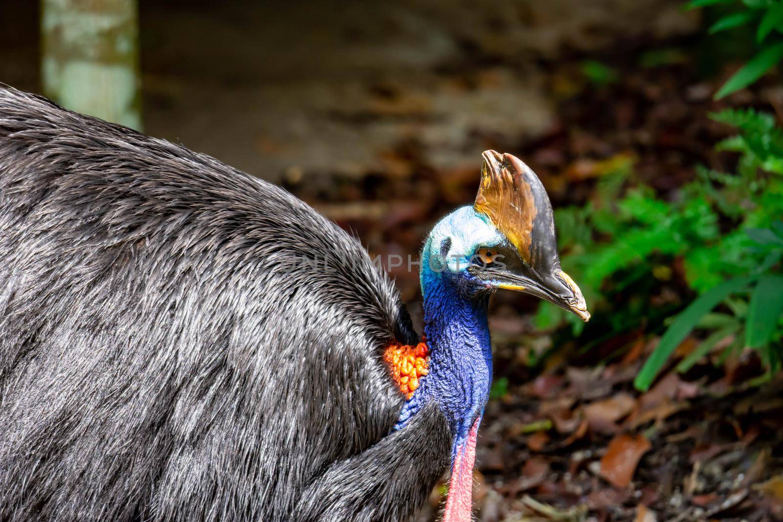 A closeup shot of a Cassowary bird Casuarius in a park somewhere in Singapore. A colorful wildlife photo with green nature background