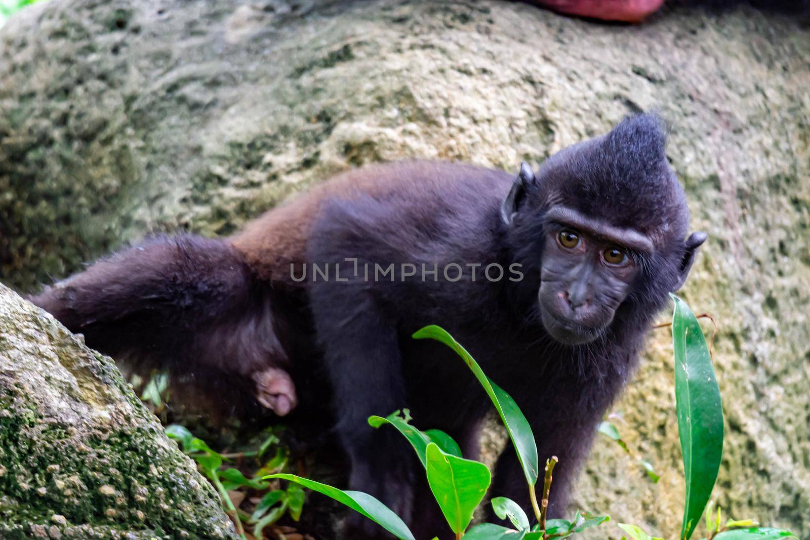 Celebes crested macaque also known as the crested black macaque, Sulawesi crested macaque, or the black ape Macaca. A colorful wildlife photo with nature background