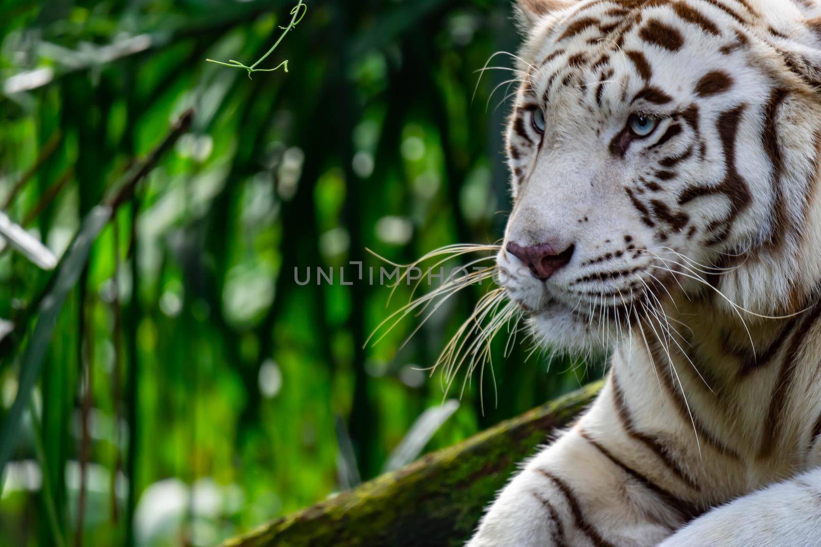 A closeup photo of a white tiger or bengal tiger while staring showing interest on someone. A Colorful wildlife photo with green background