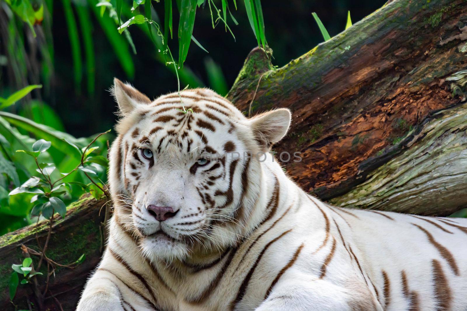 A closeup photo of a white tiger or bengal tiger while staring showing interest on someone. White tiger are also being called as bleached tiger.