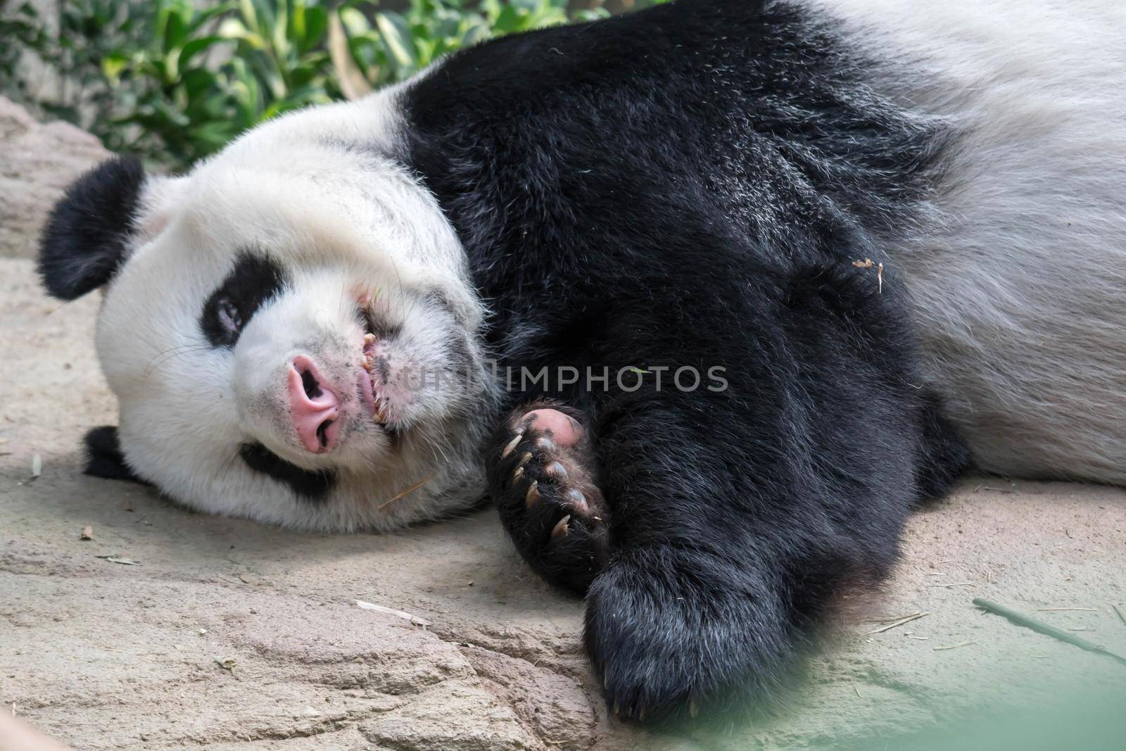 A sleeping giant panda bear. Giant panda bear falls asleep during the rain in a forest after eating bamboo.