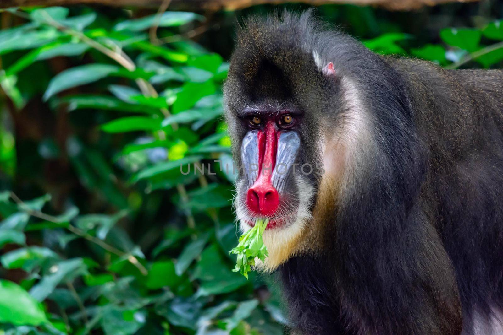 Close up shot of a primate mandrill baboon or genus Mandrillus. Colorful wildlife photo with green background