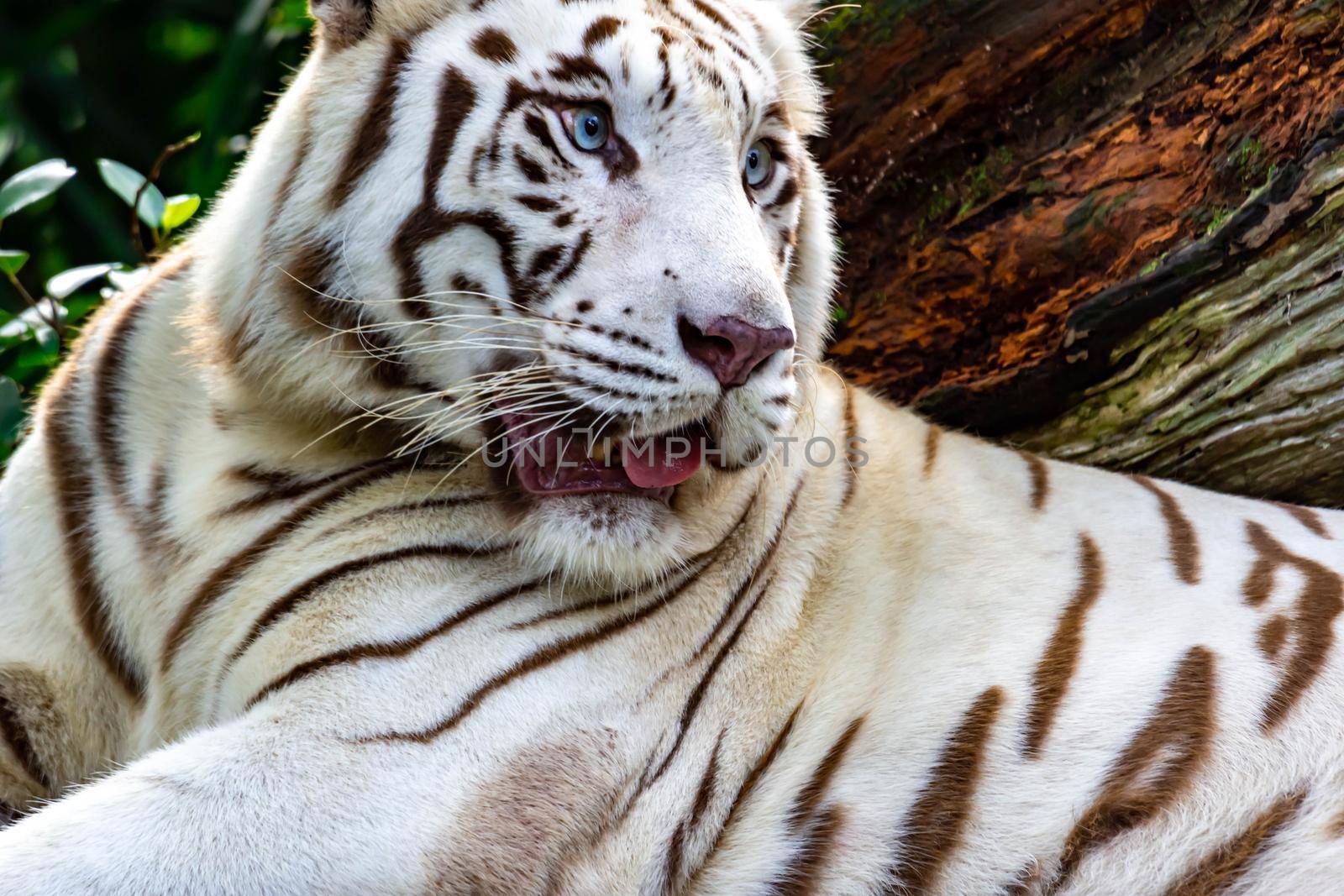 A closeup photo of a white tiger or bengal tiger while staring showing interest on someone. White tiger are also being called as bleached tiger.
