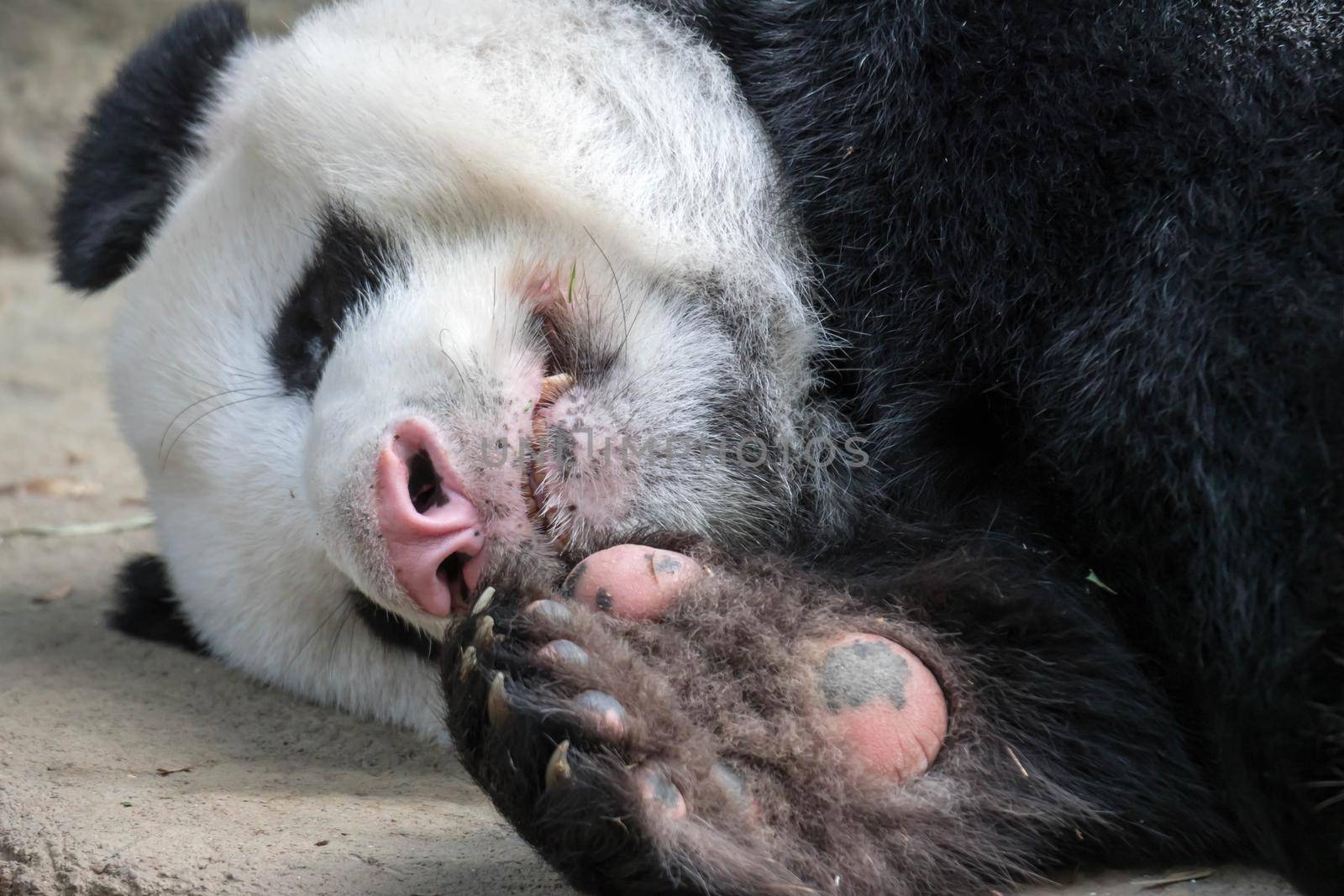 A sleeping giant panda bear. Giant panda bear falls asleep during the rain in a forest after eating bamboo.