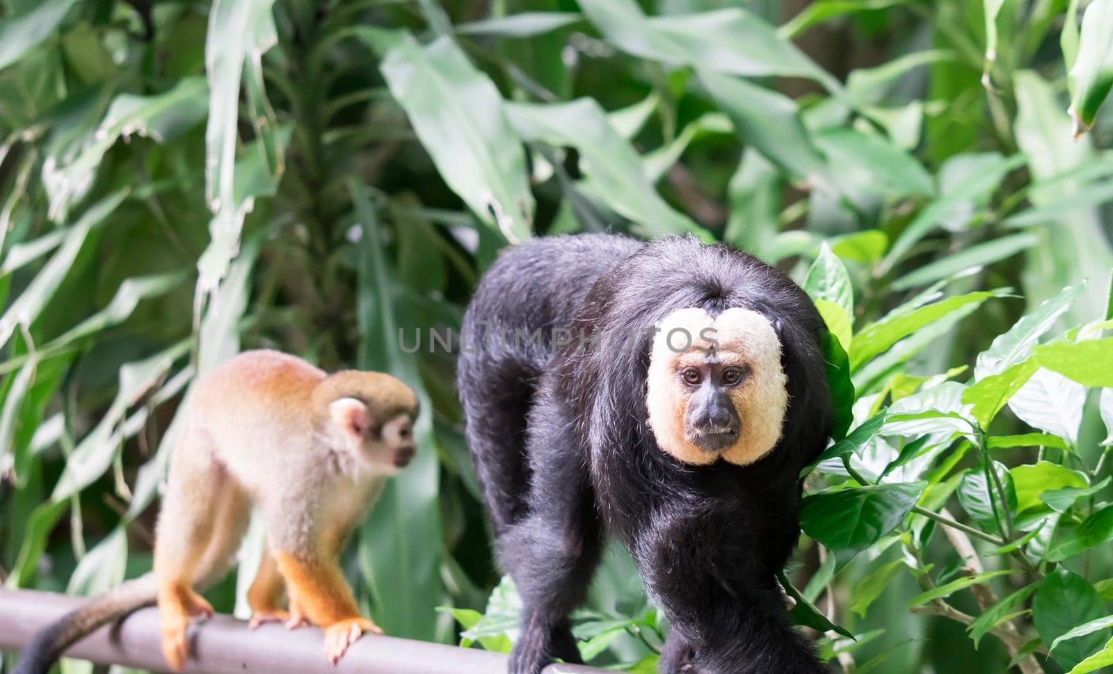White-faced or Guianan saki monkey (Pithecia pithecia)