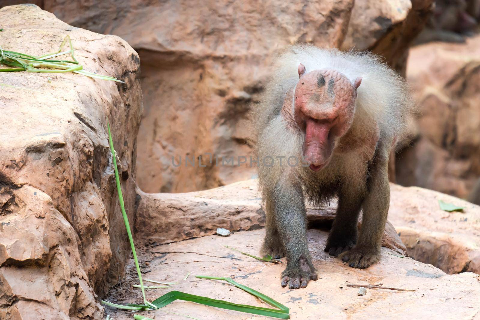 A very old grumpy hamadryas baboon while sitting and eating in a zoo in singapore