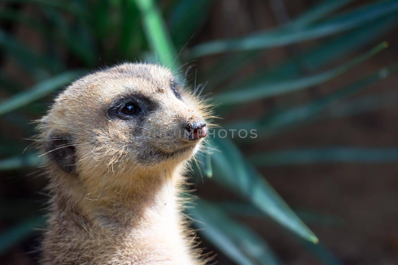 A closeup shot of a meerkats head while standing and being watchful of the environment in a zoo in singapore