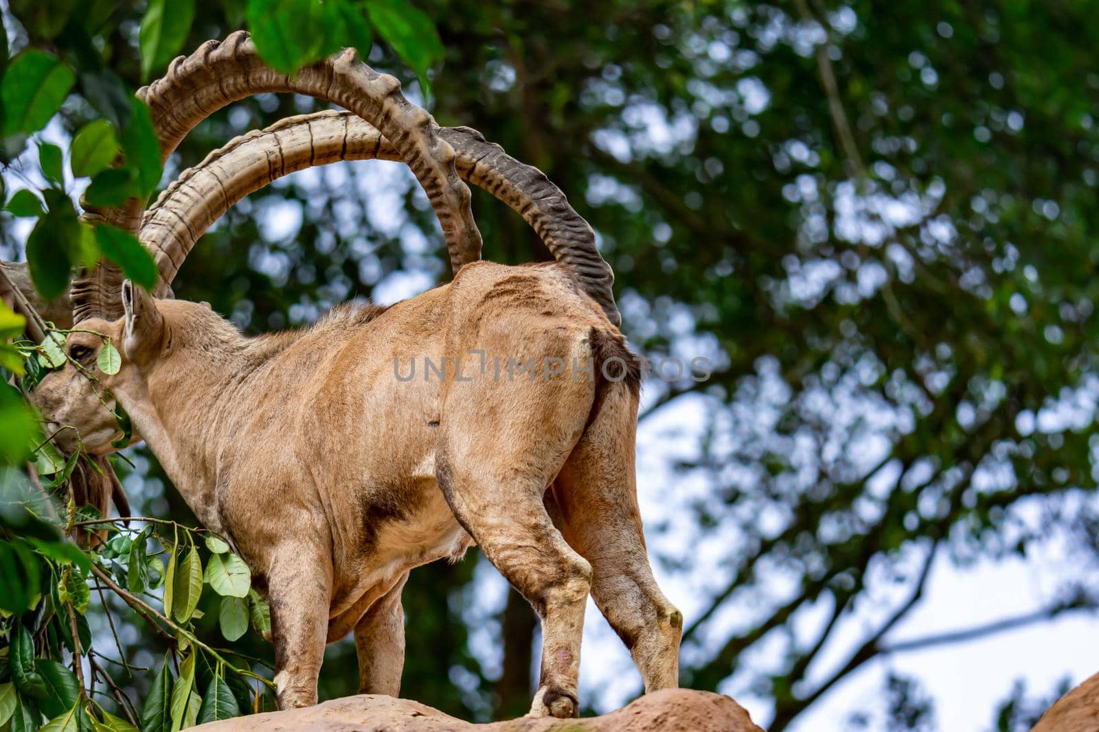 An ibex mountain goat steinbock  bouquetin Capra ibex while feeding on leaves on top of a mountain. Colorful wildlife photo of nature with green background