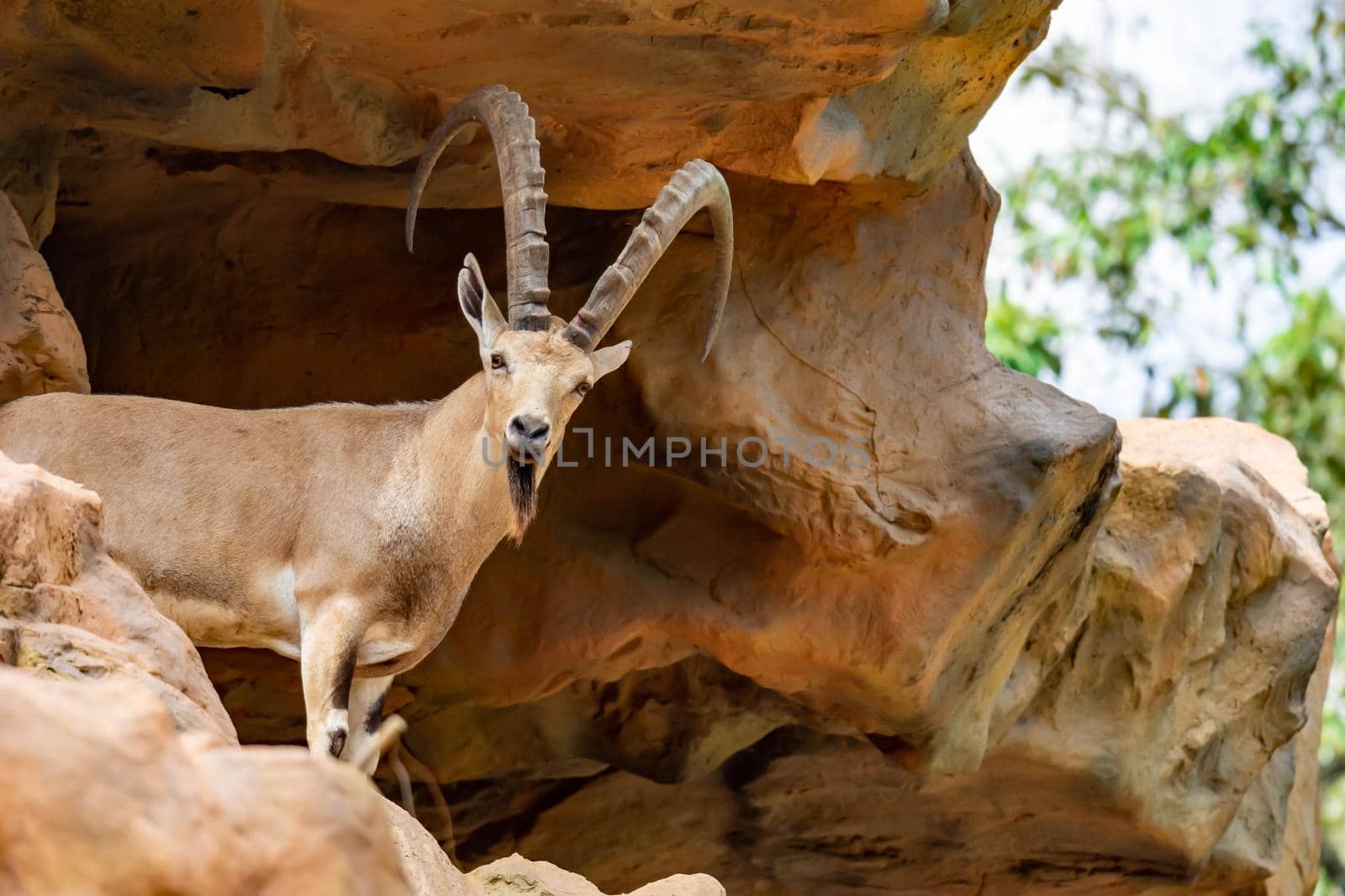 An ibex mountain goat steinbock  bouquetin Capra ibex while feeding on leaves on top of a mountain. Colorful wildlife photo of nature with green background