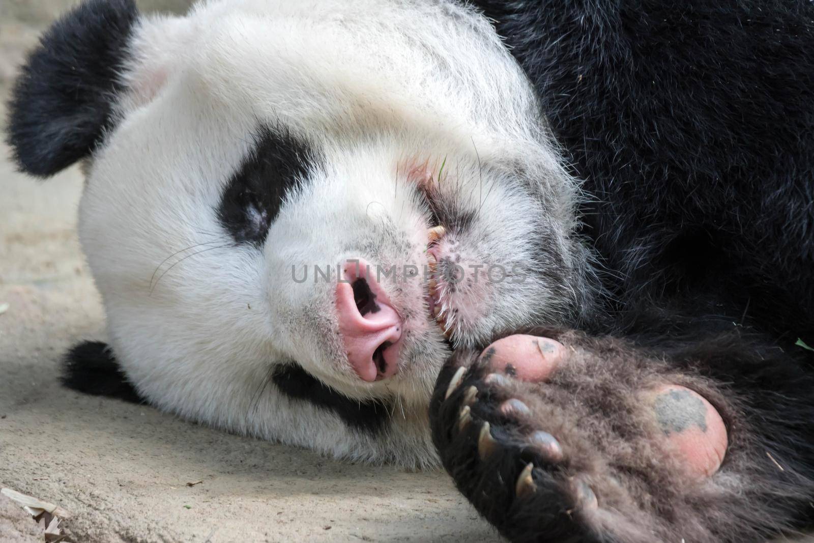 A sleeping giant panda bear. Giant panda bear falls asleep during the rain in a forest after eating bamboo.