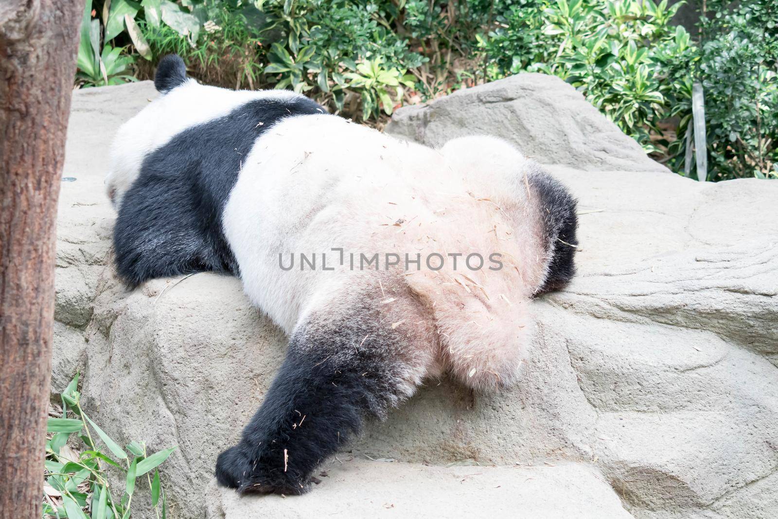 A sleeping giant panda bear. Giant panda bear falls asleep during the rain in a forest after eating bamboo.