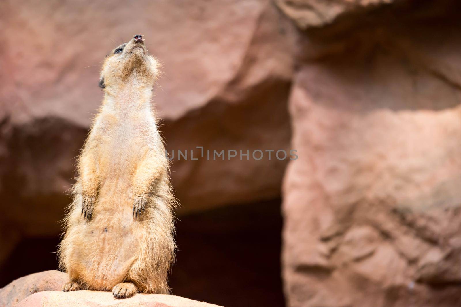 A meerkat while standing and being watchful of the environment in a zoo in singapore