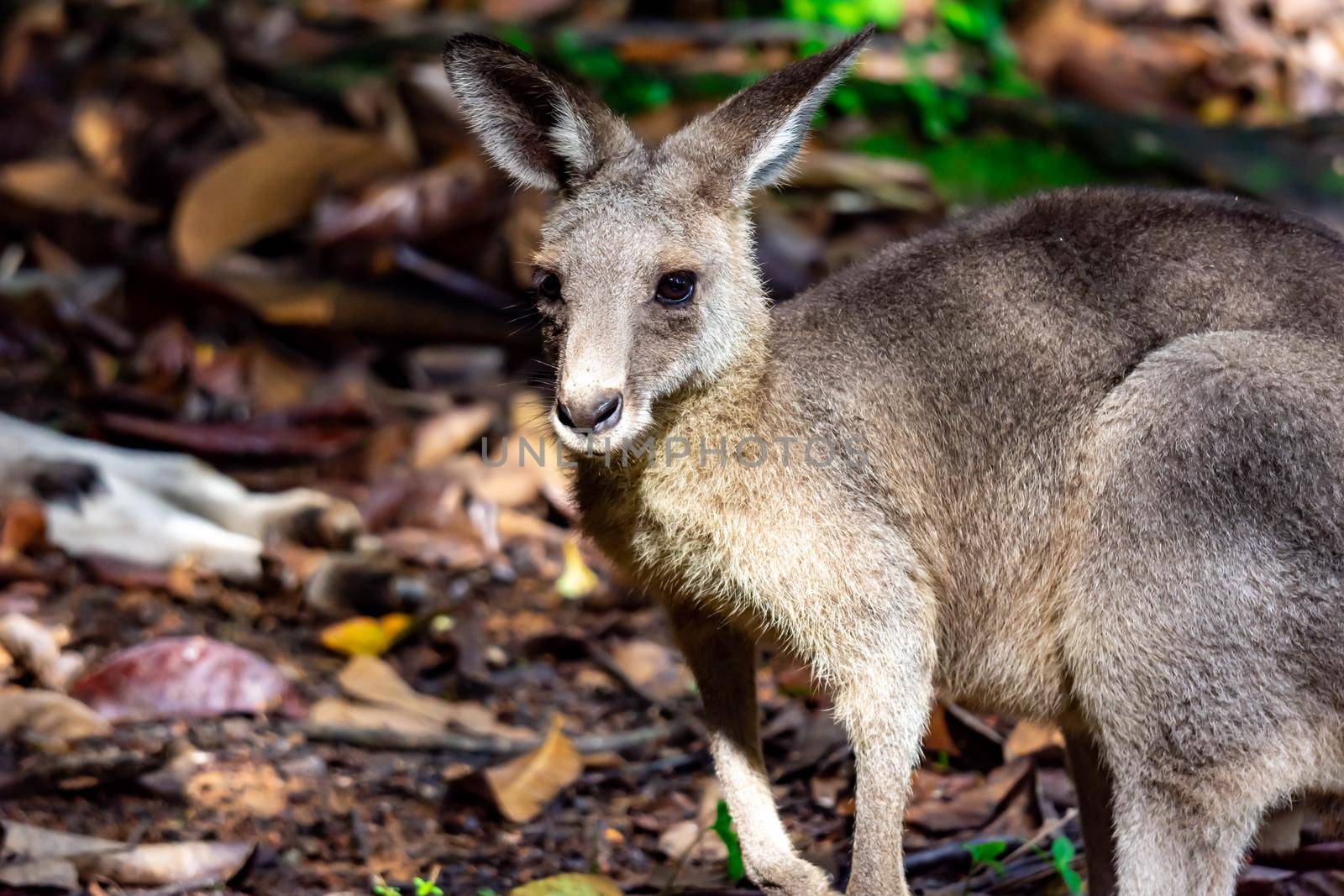 Eastern grey kangaroo  Macropus giganteus curiously looking and observing. A colorful wildlife photo with nature and green background