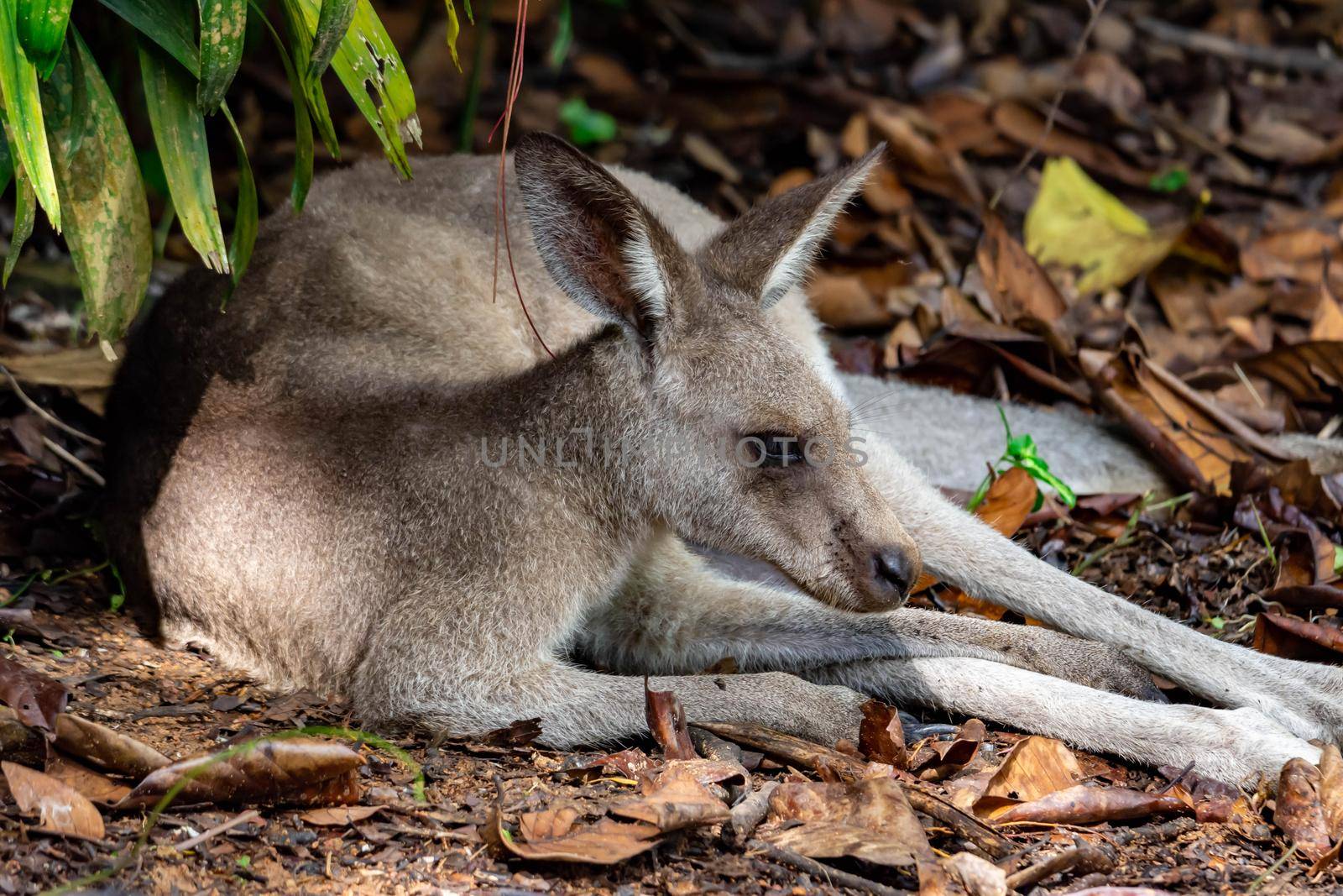 Eastern grey kangaroo  Macropus giganteus curiously looking and observing. A colorful wildlife photo with nature and green background