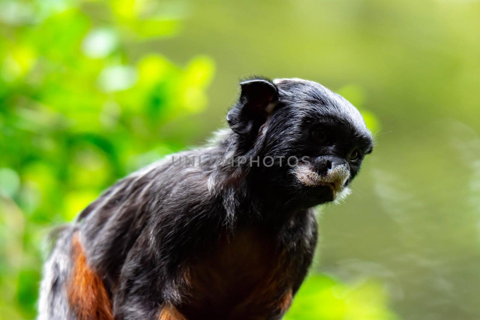 A red-bellied tamarin or white lipped tamarin Saguinus labiatus while exploring a tree in a forest. A colorful wildlife photo with green nature background
