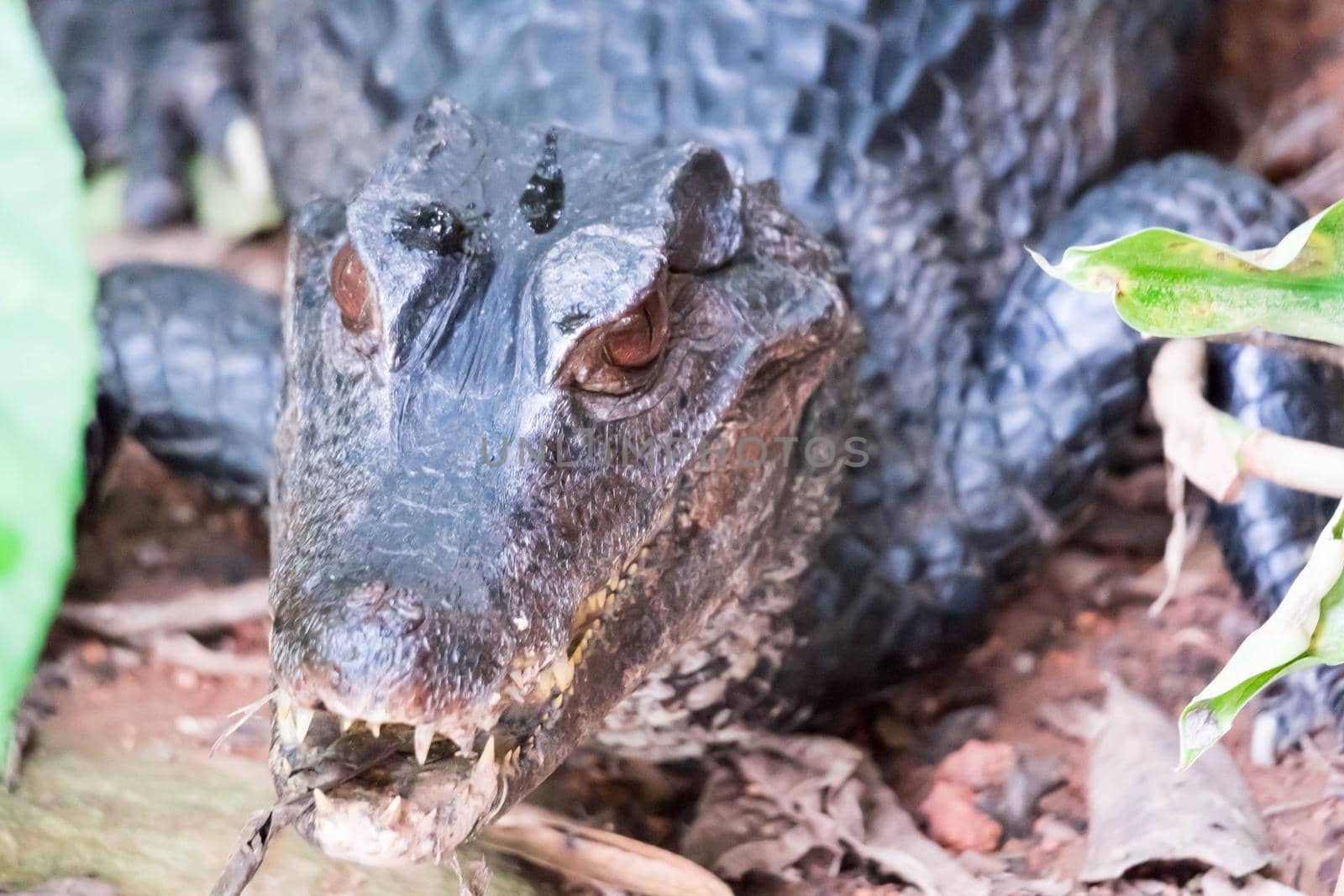 African dwarf crocodile, broad-snouted bony crocodile, Osteolaemus tetraspis, detail portrait in nature habitat. Lizard with big eyes. Wildlife scene from tropical forest in Africa, in the river