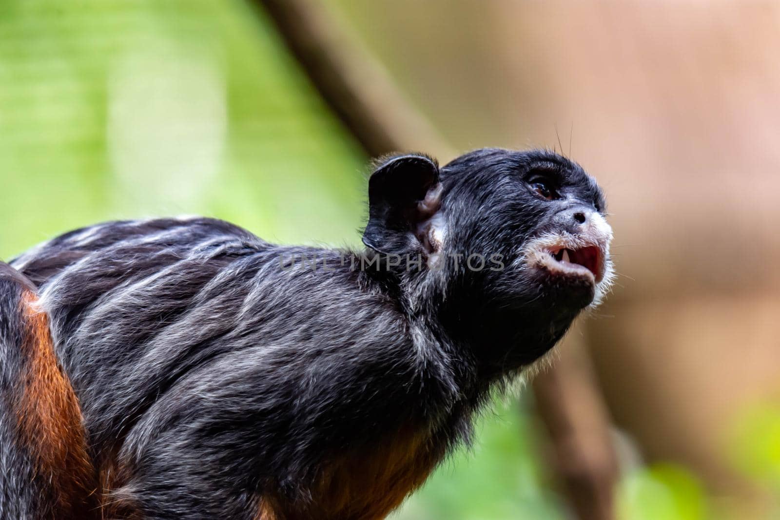 A red-bellied tamarin or white lipped tamarin Saguinus labiatus while exploring a tree in a forest. A colorful wildlife photo with green nature background