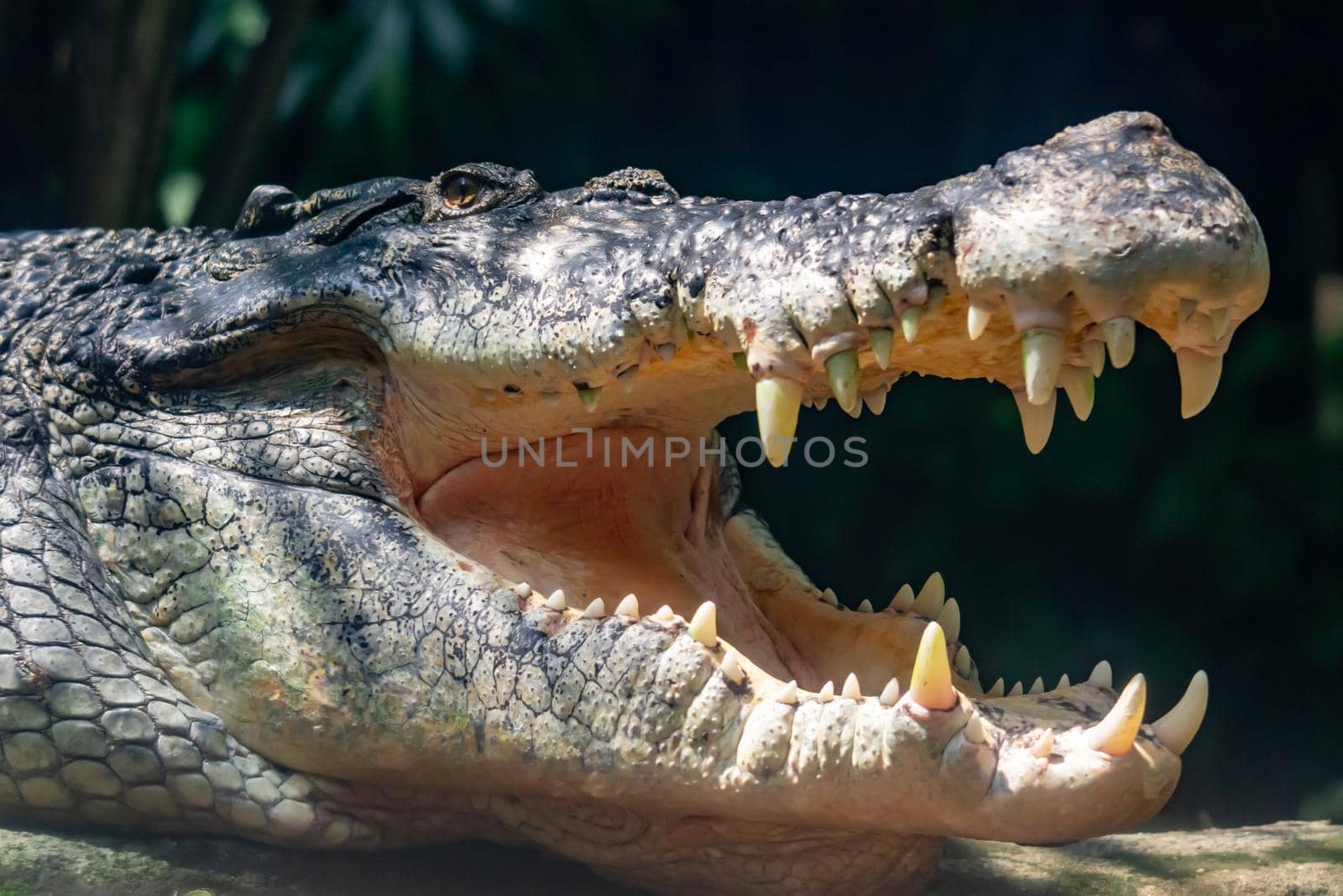 Close up shot of a large sungei buaya or crocodile white lurking for a target. Large mouth and large teeth of a large sungei crocodile
