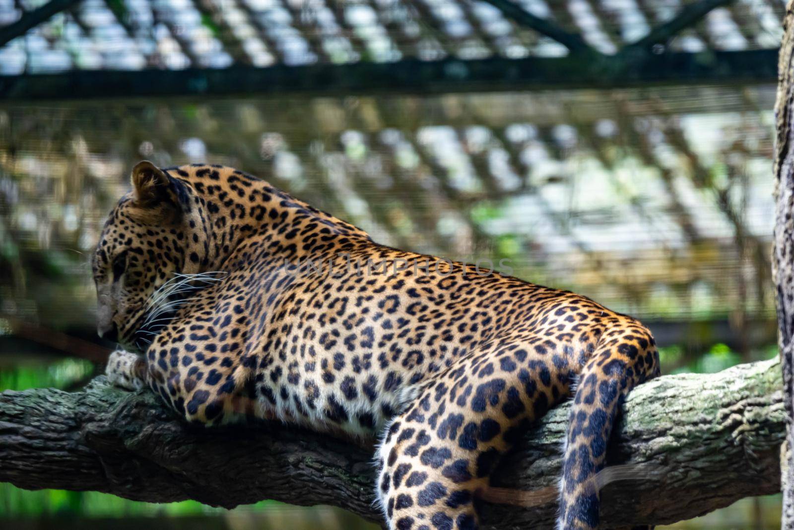 A leopard panther Panthera pardus while resting on a tree branch inside a zoo in Singapore. Colorful photo of wildlife