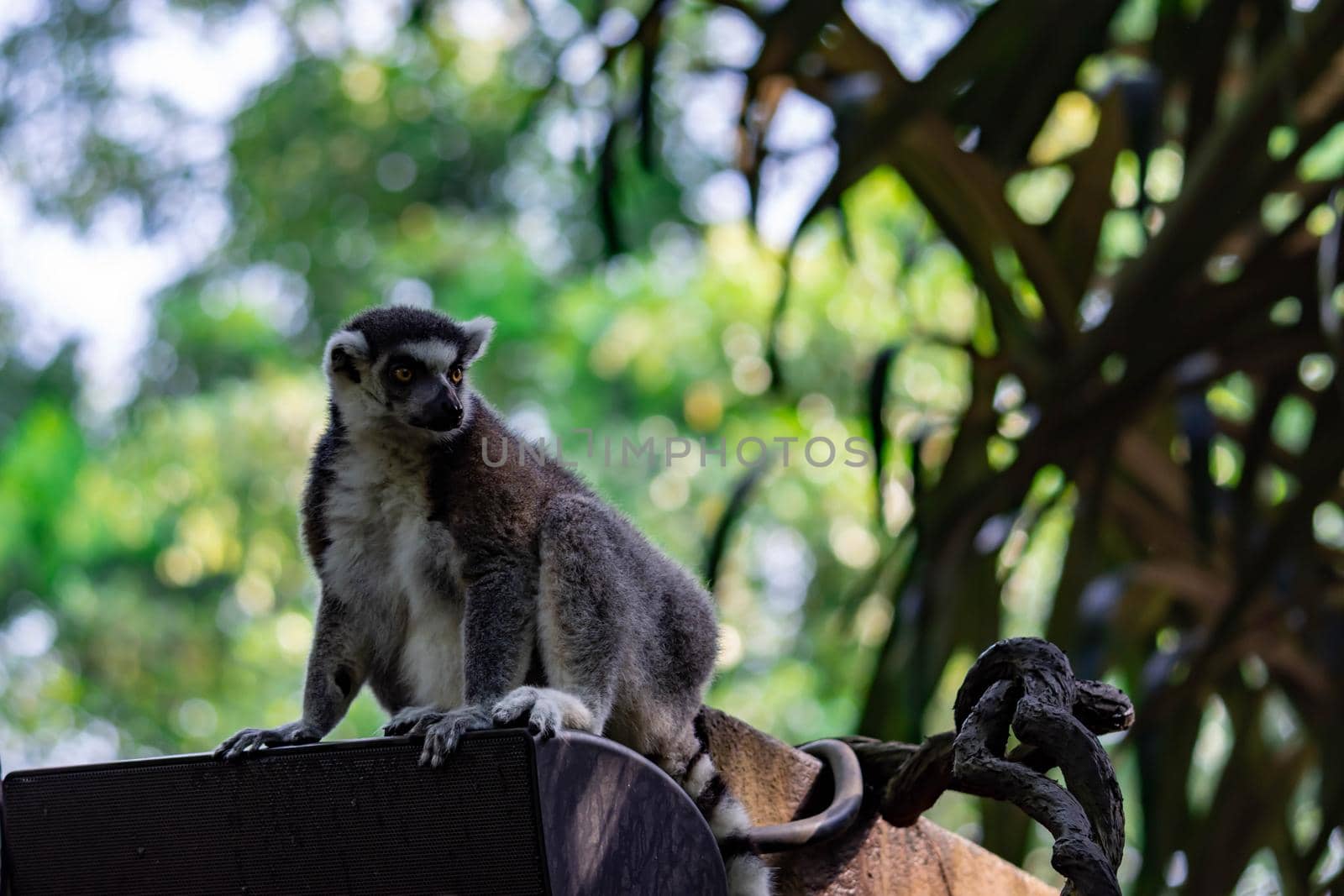 A ring tailed Lemur catta while sitting on a tree branch observing. A colored wildlife photo with green nature background
