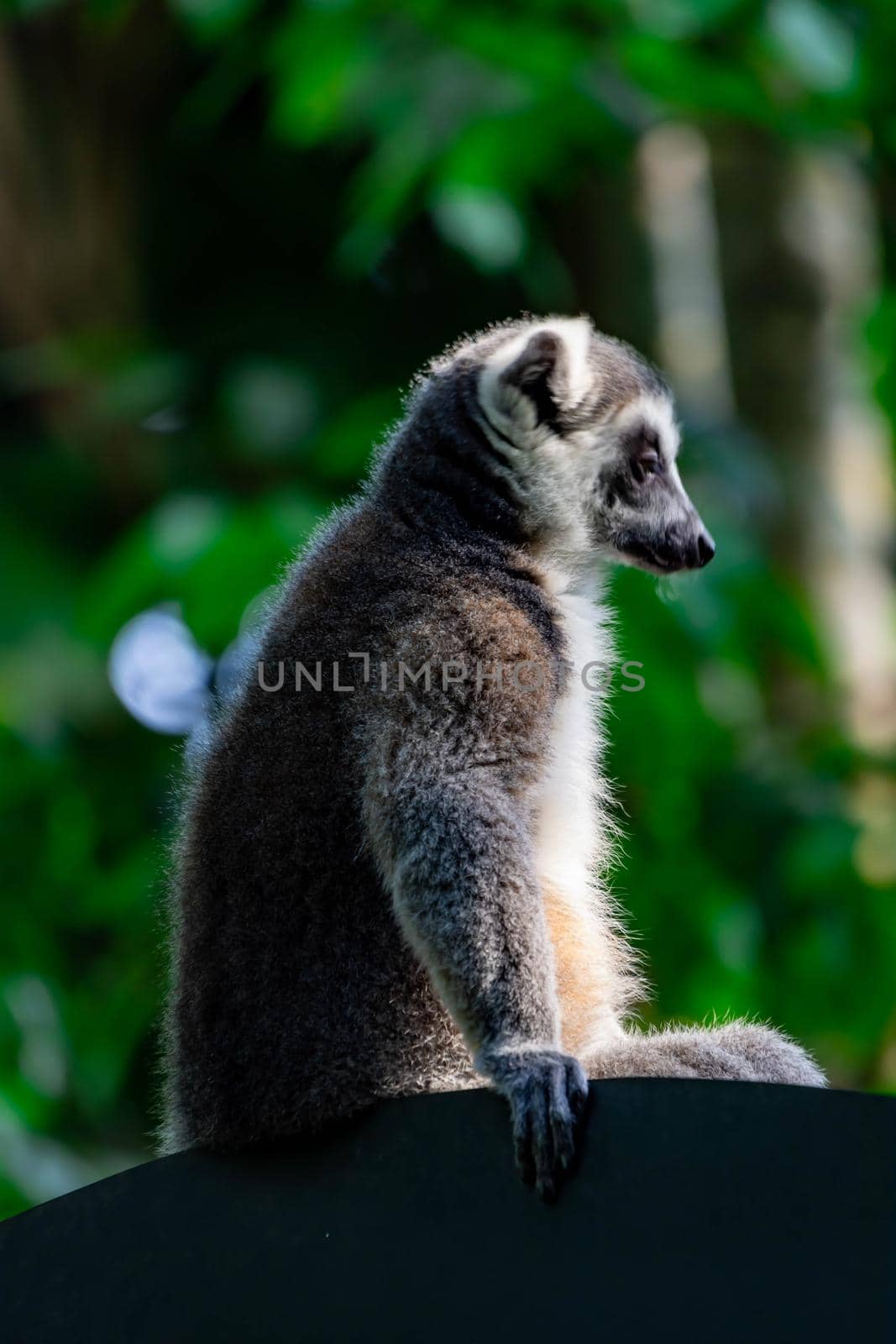 A ring tailed Lemur catta while sitting on a tree branch observing. A colored wildlife photo with green nature background