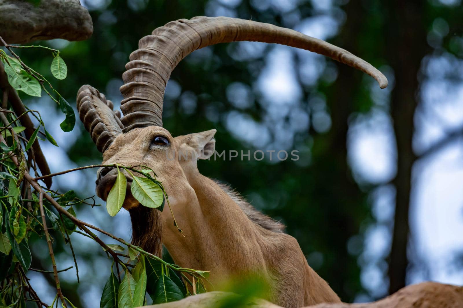 An ibex mountain goat steinbock  bouquetin Capra ibex while feeding on leaves on top of a mountain. Showing its very huge strong horns