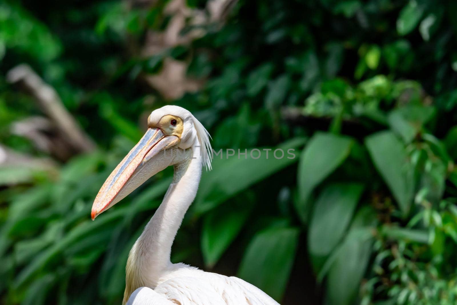 A closeup shot of pelican bird Pelecanus head while curiously looking in a park somewhere in asia