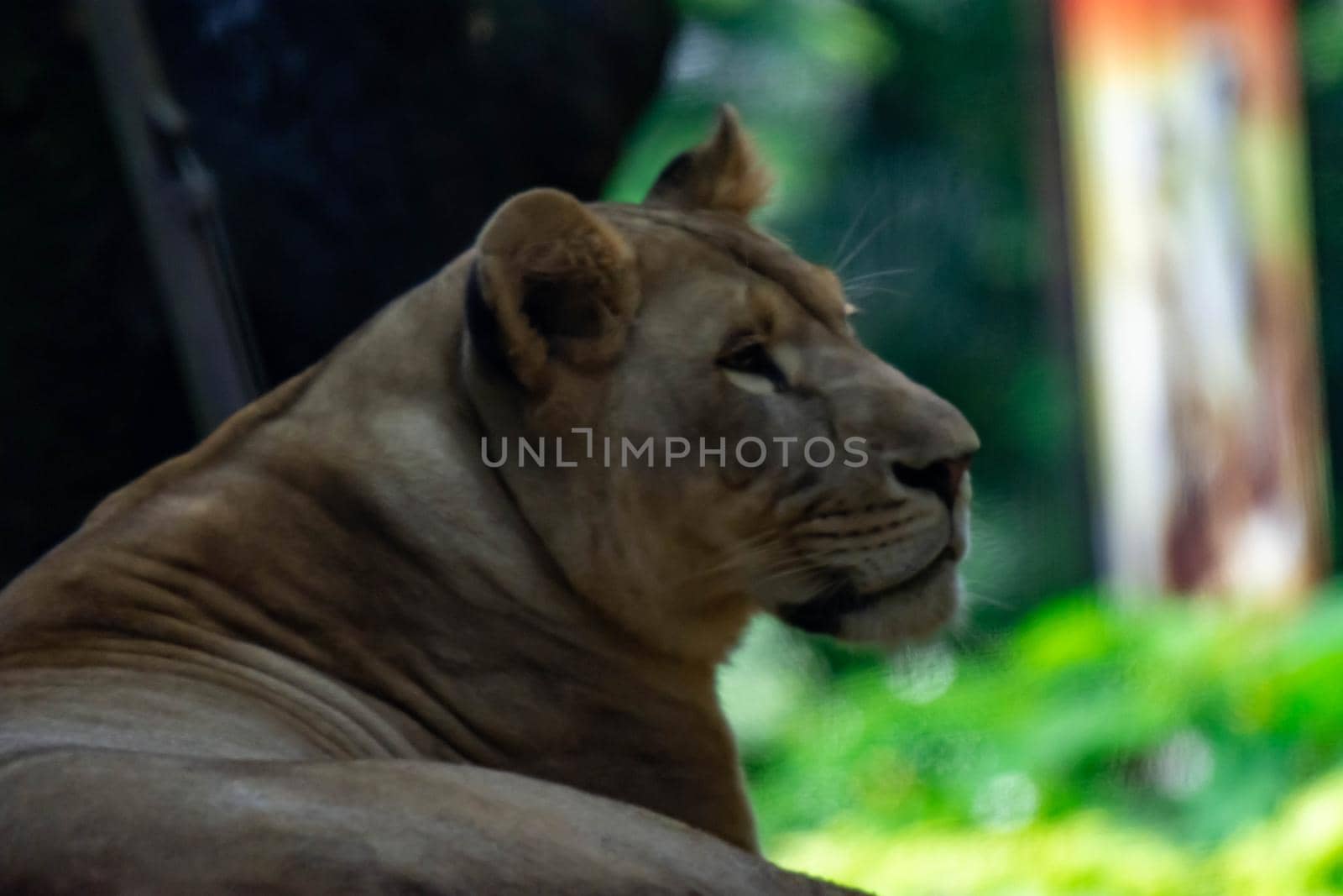 A blurry closeup shot of a female lion or lioness while resting in a forest. Blurry photo shot through a glass
