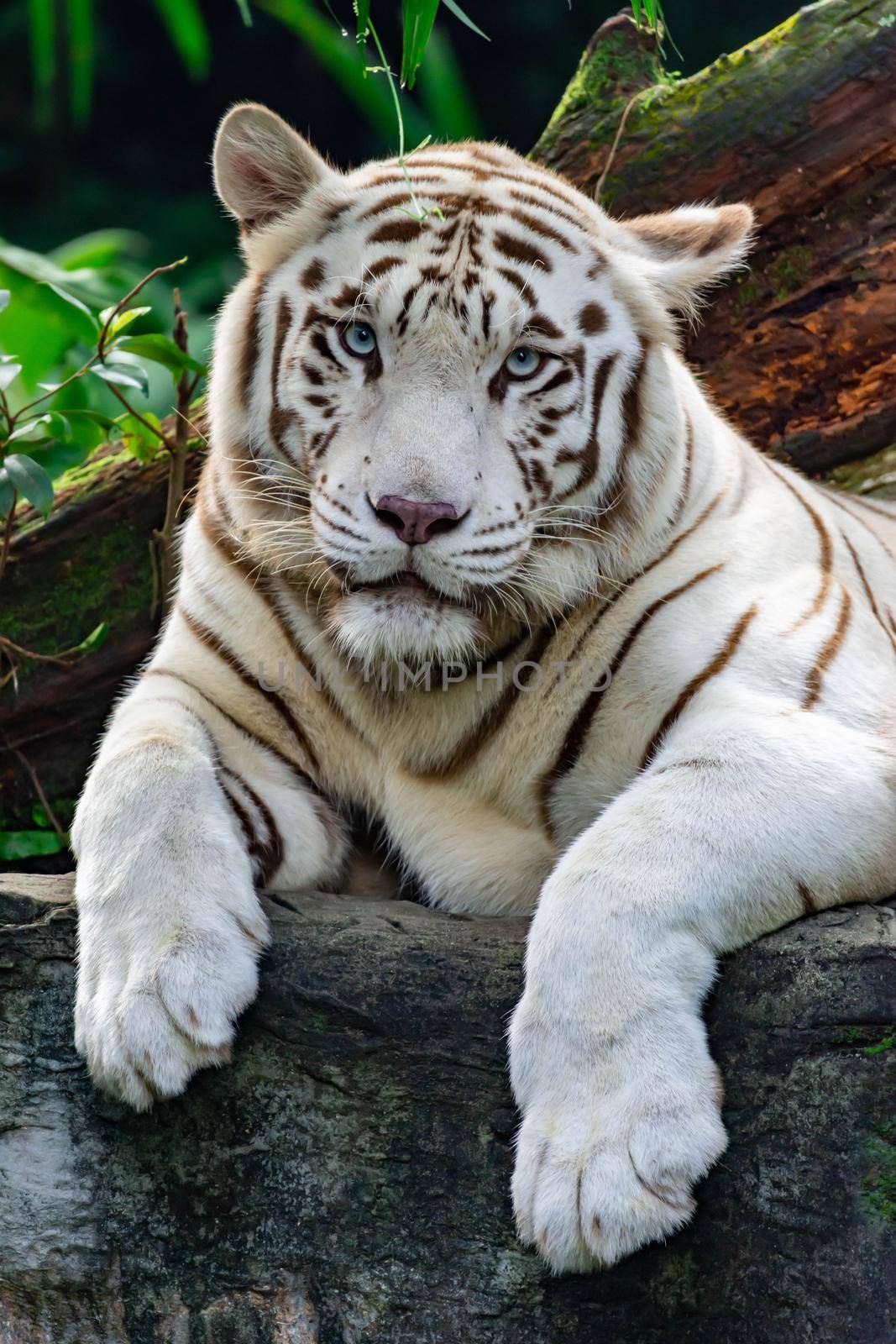 A closeup photo of a white tiger or bengal tiger while staring showing interest on someone. White tiger are also being called as bleached tiger.