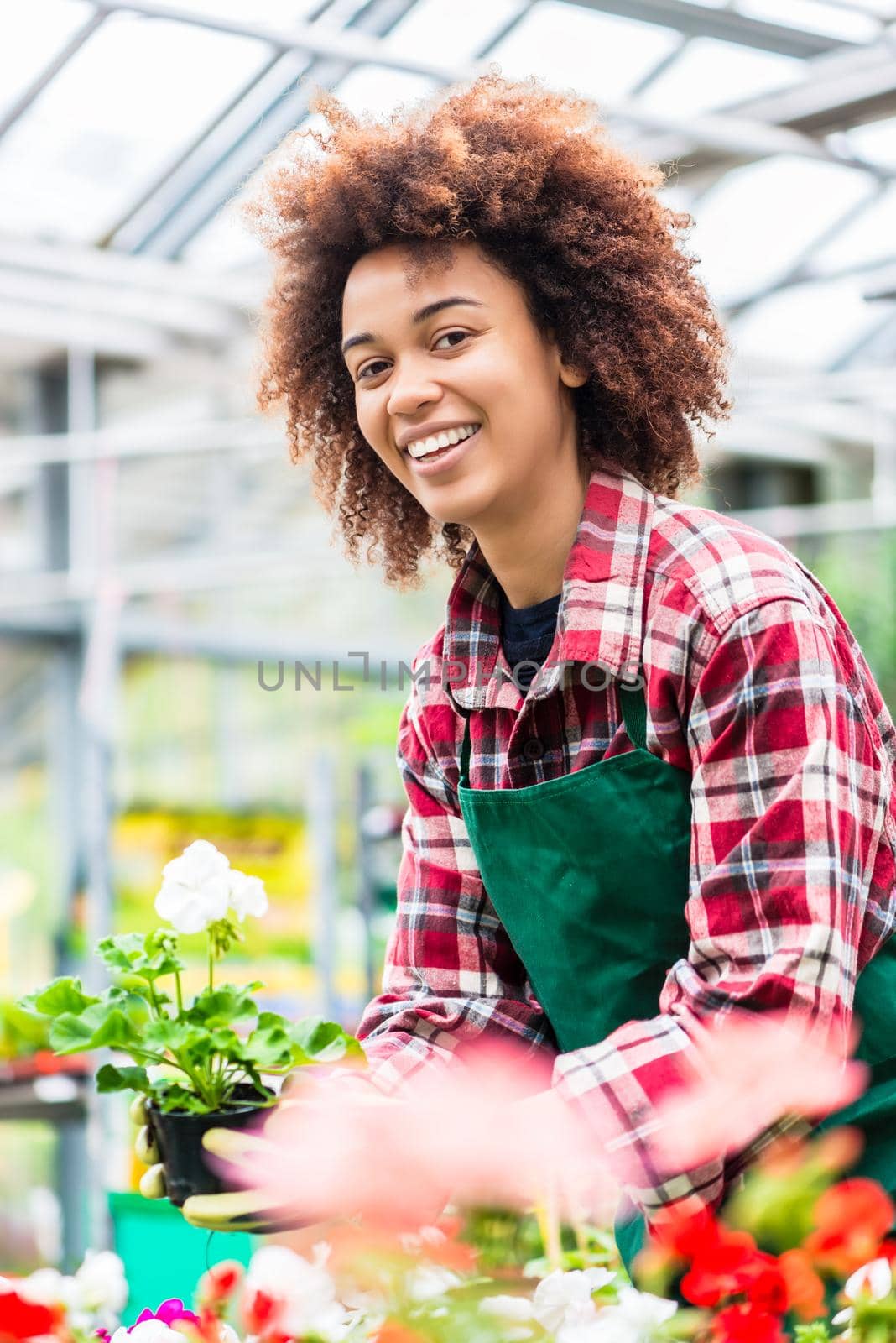 Dedicated Latin American woman wearing gardening apron and gloves while holding a potted plant during work as florist in a modern store