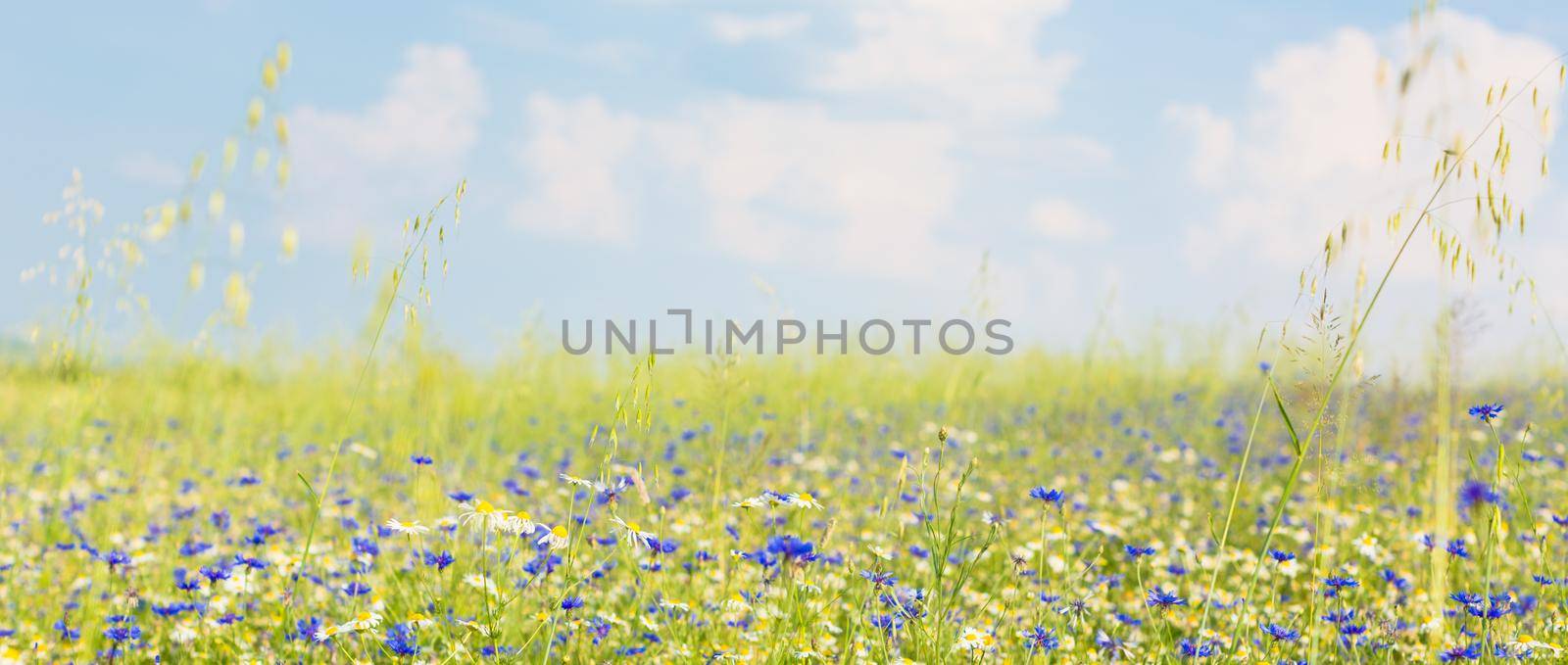 Meadow with flowers in summer by Kzenon
