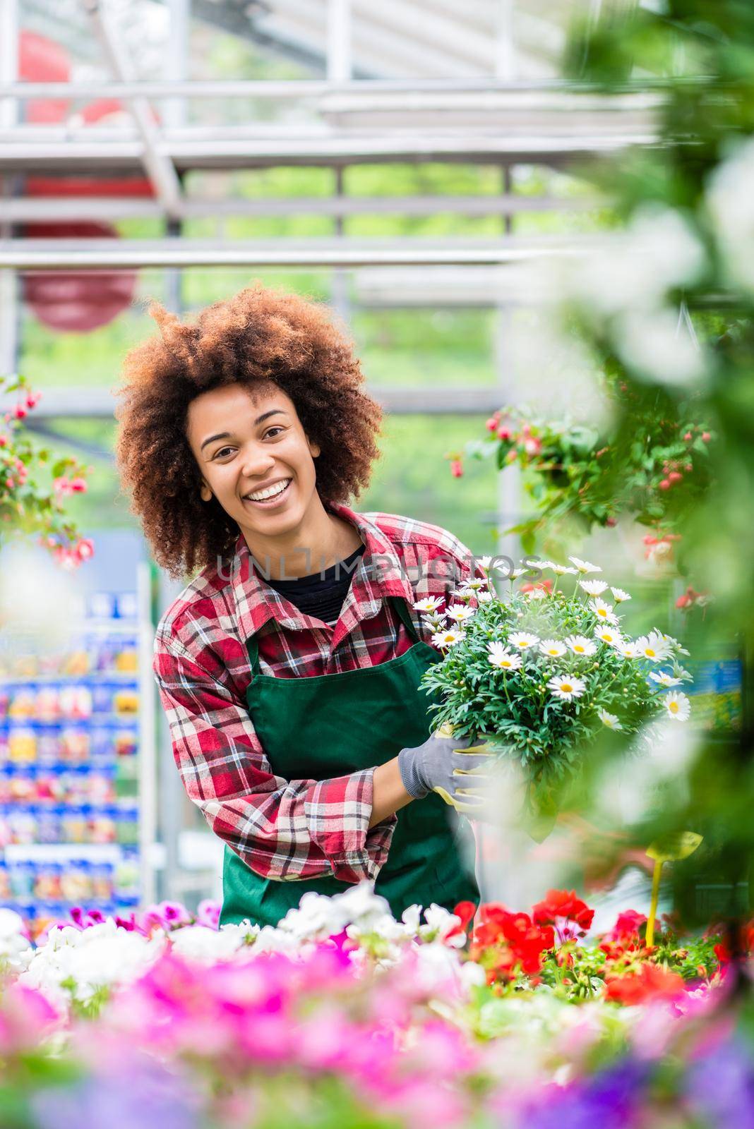 Portrait of a dedicated female florist smiling with professional satisfaction while holding a beautiful potted daisy flower plant for sale in a modern shop