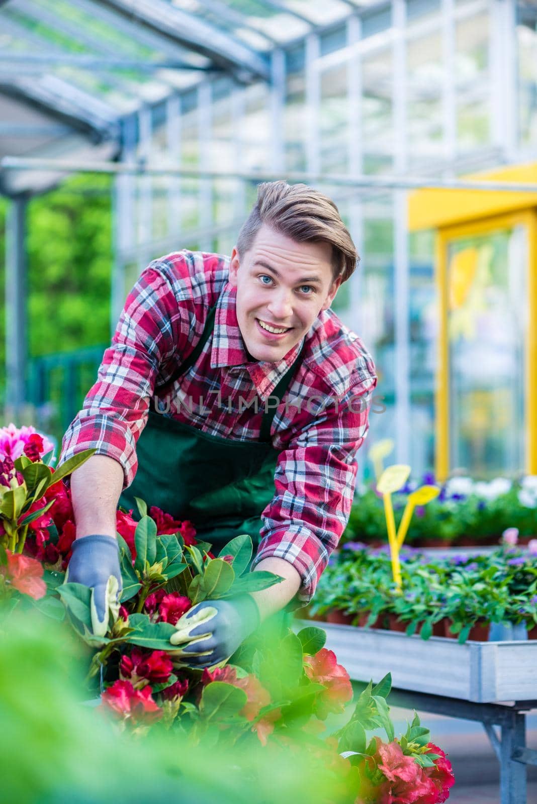 Dedicated handsome florist wearing red checkered shirt and gardening gloves during work in a modern flower shop with various potted flowers for sale