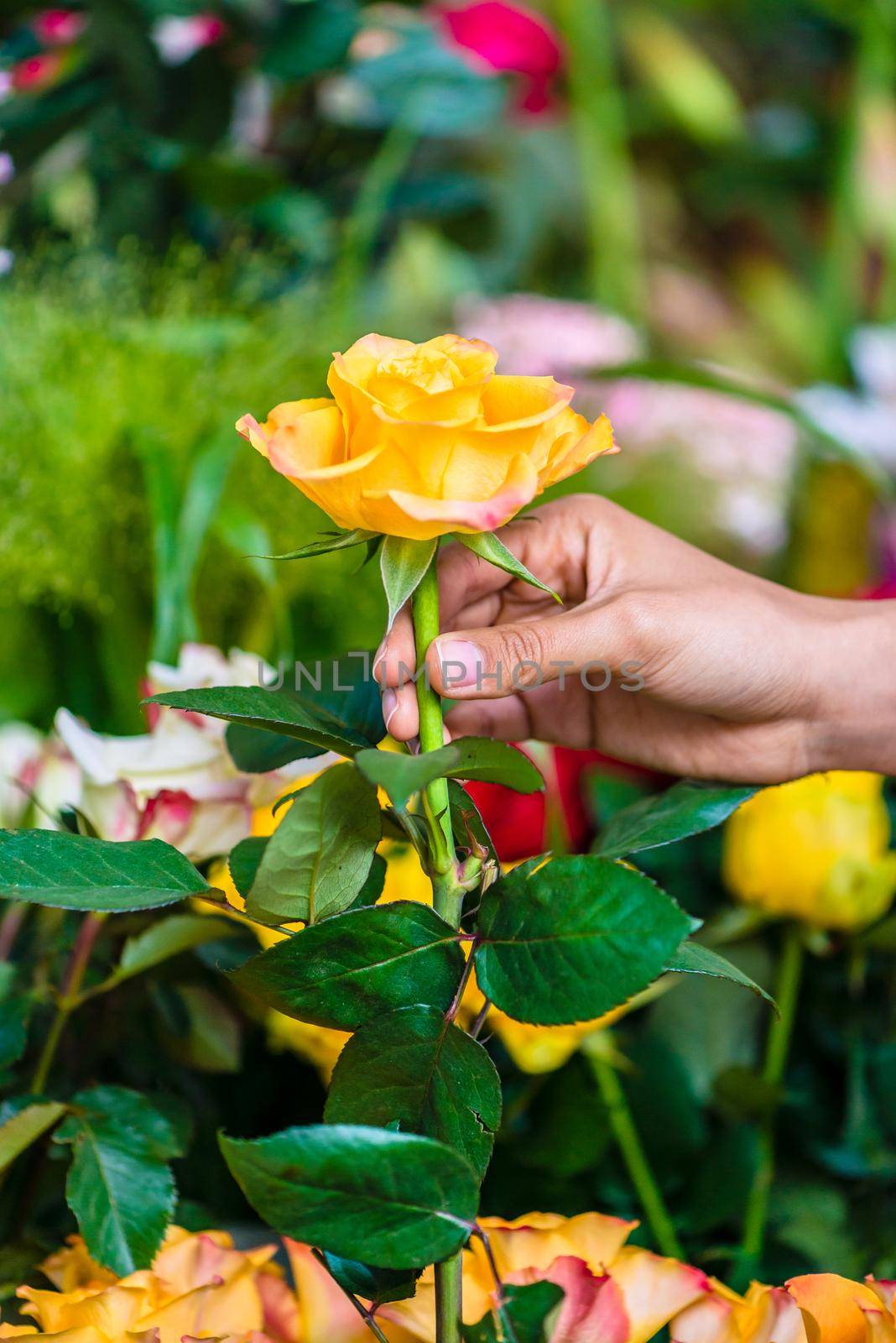 Side view close-up of the hand of a romantic man picking up a beautiful yellow rose while buying flowers in a modern flower shop