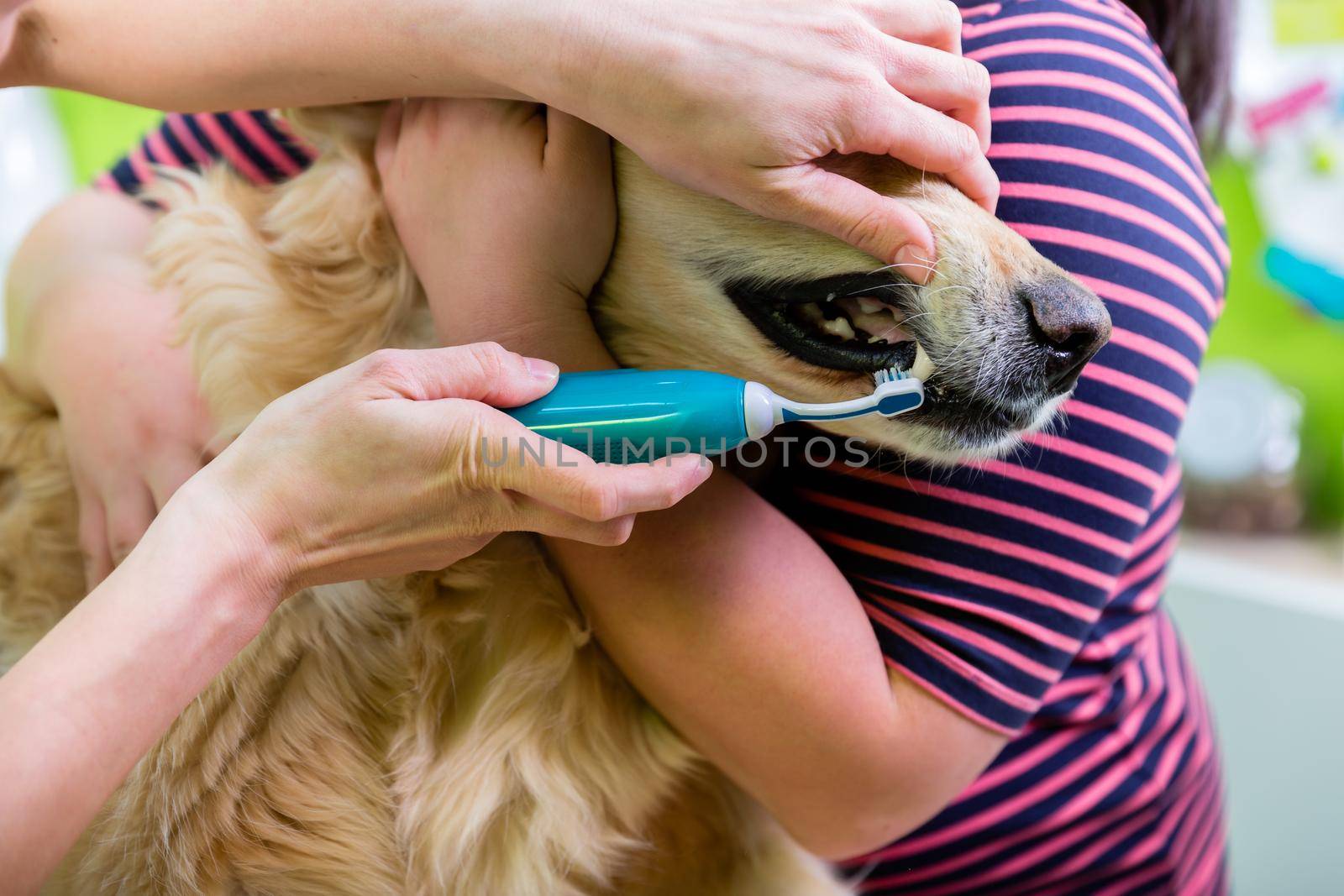 Big dog getting dental care by woman at dog parlor