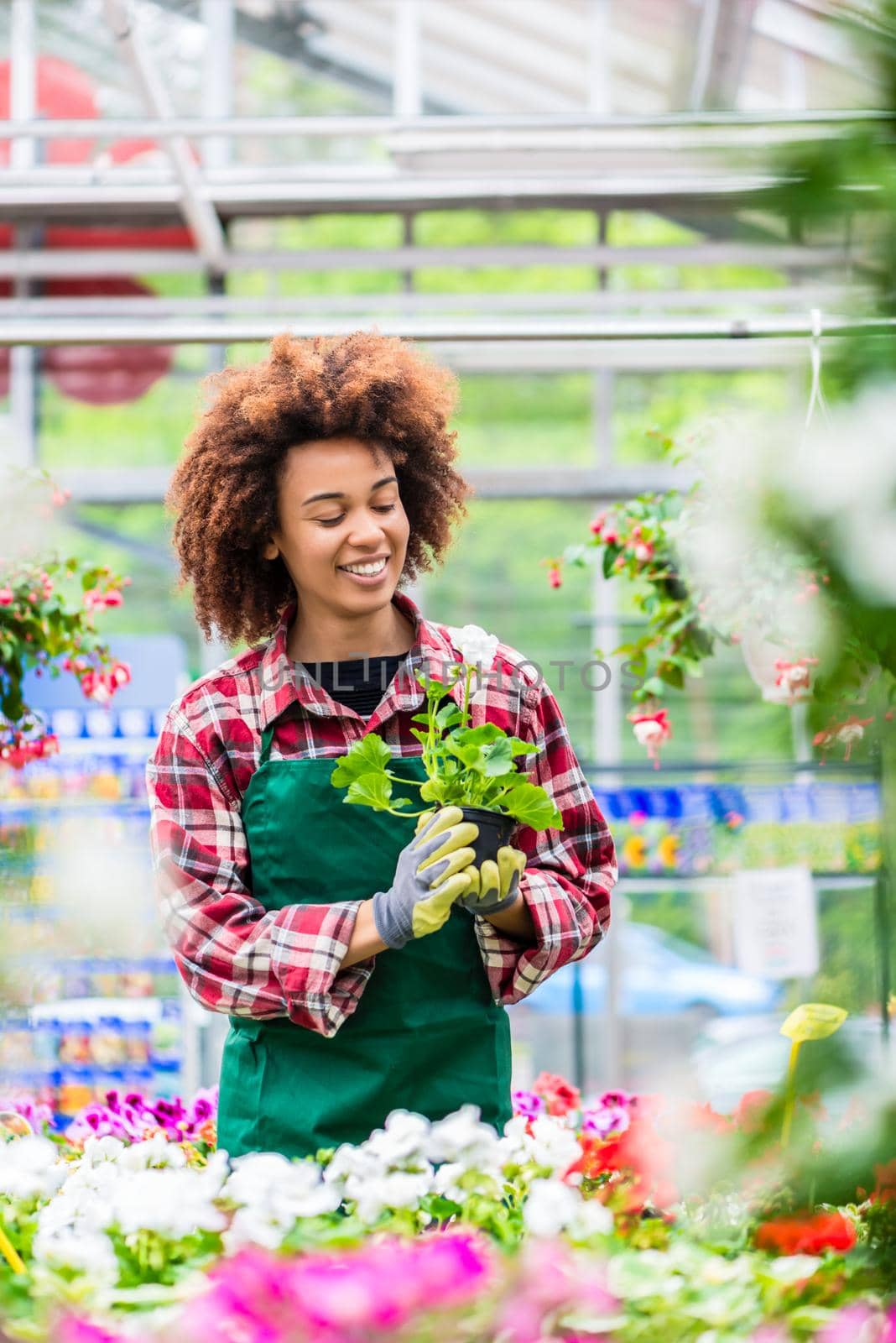 Dedicated Latin American woman wearing gardening apron and gloves while holding a potted plant during work as florist in a modern store