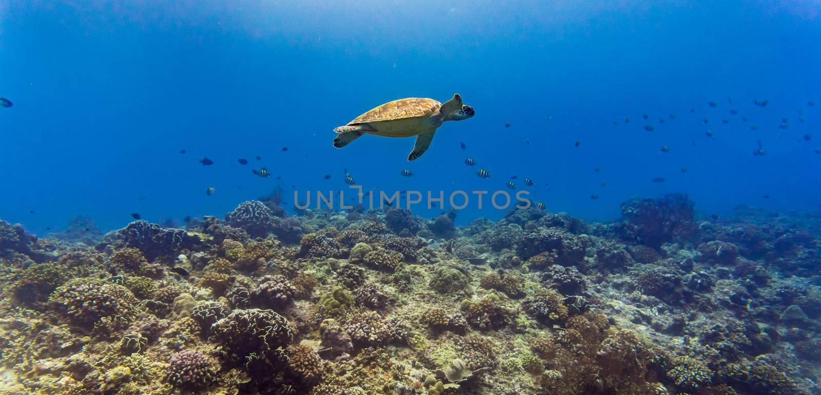 Sea turtle and many fish at tropical reef under water by Kzenon