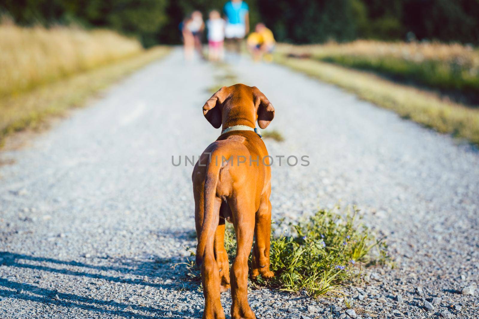 Dog being called by his family on a walk in nature