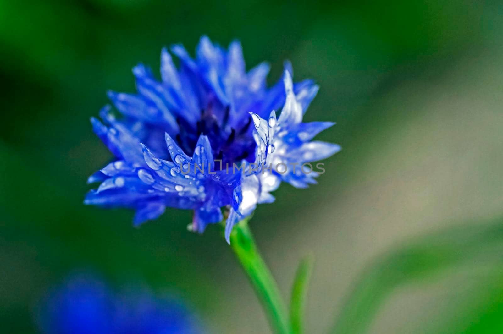 cornflower with raindrops on the petals on a blurred natural background
