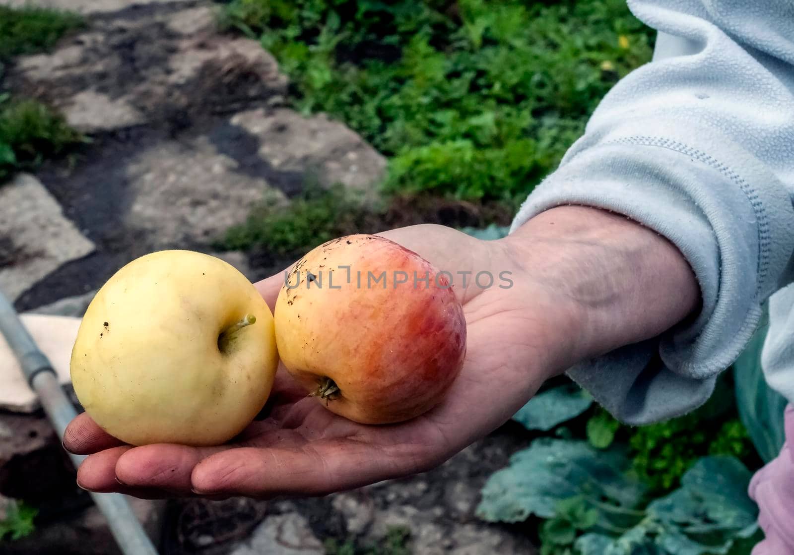 two apples in a man's hand on a blurred natural background