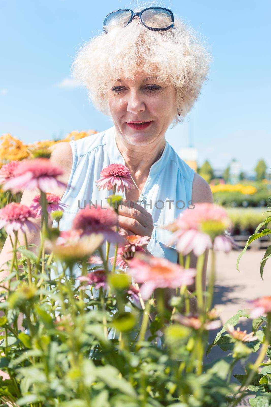 Portrait of a serene senior woman with an active lifestyle looking at pink flowers while standing in the garden in a sunny day of summer