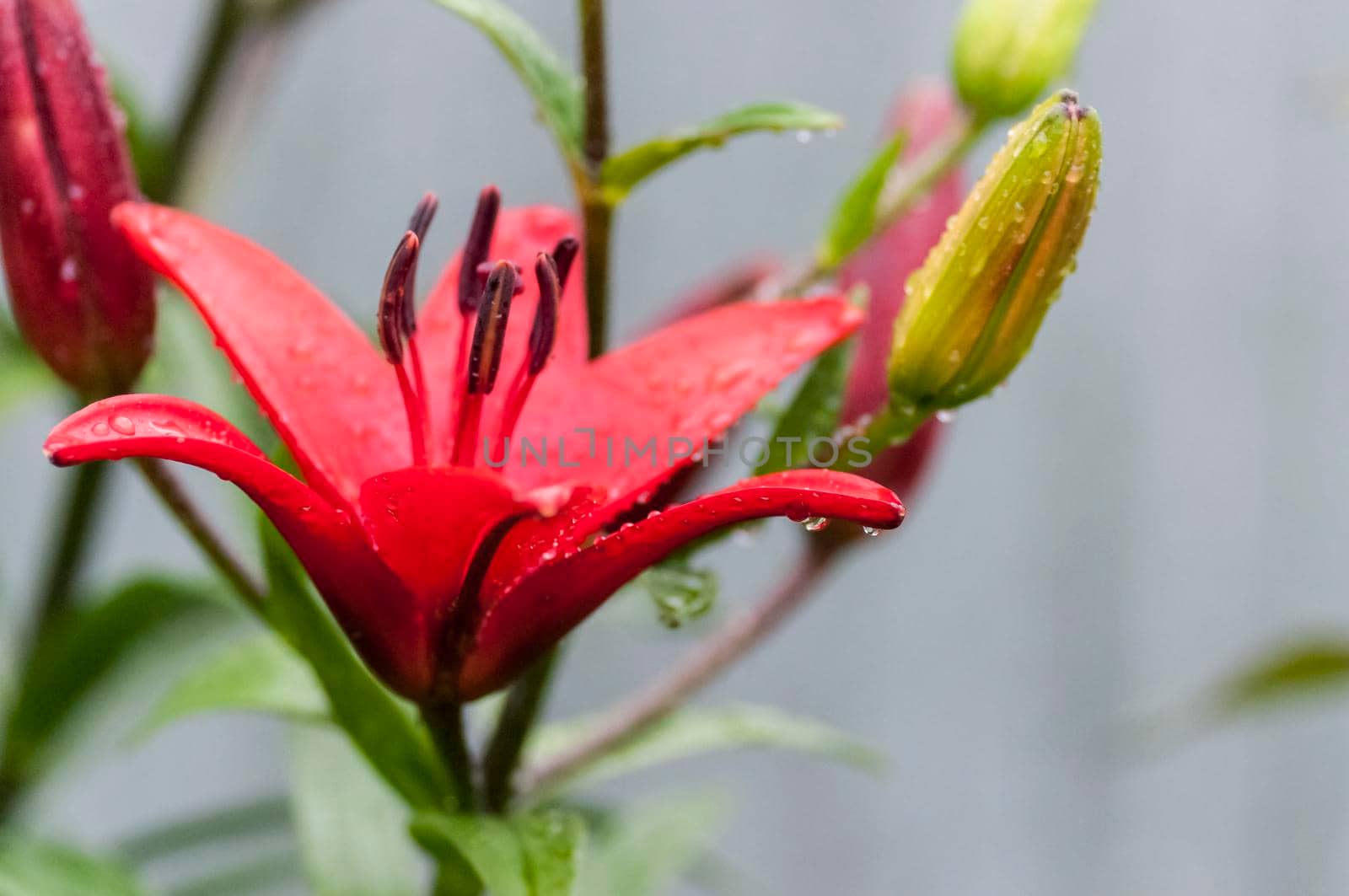 raindrops on the red petals of the Lily, a narrow focus area