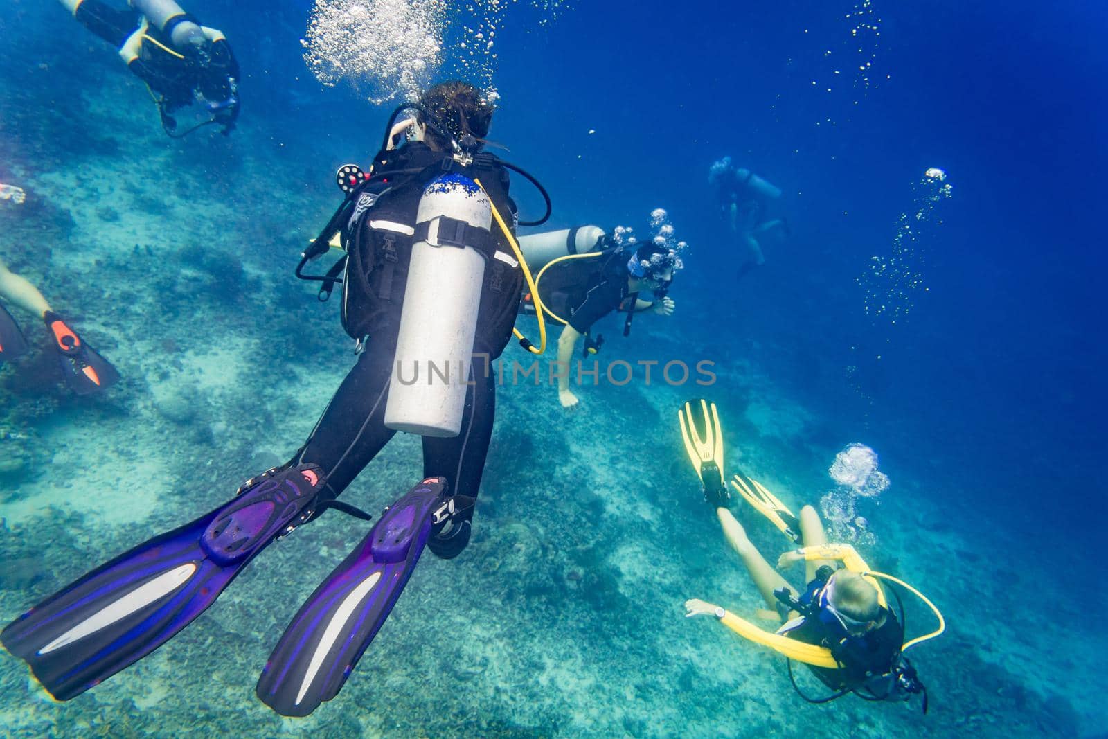 Divers scuba diving looking at sea turtle and fish under water by Kzenon