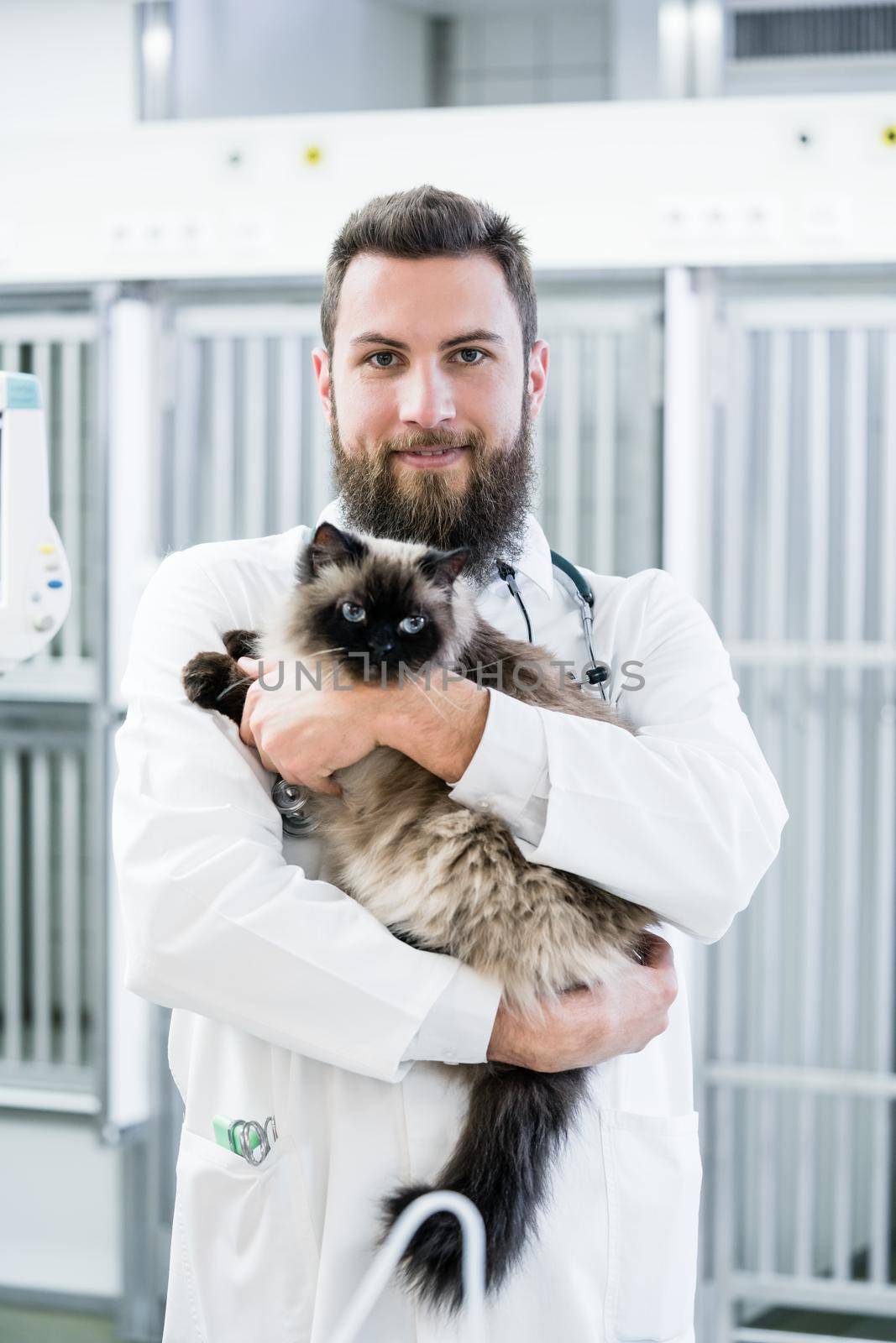 Veterinarian pet doctor holding cat patient in his animal clinic