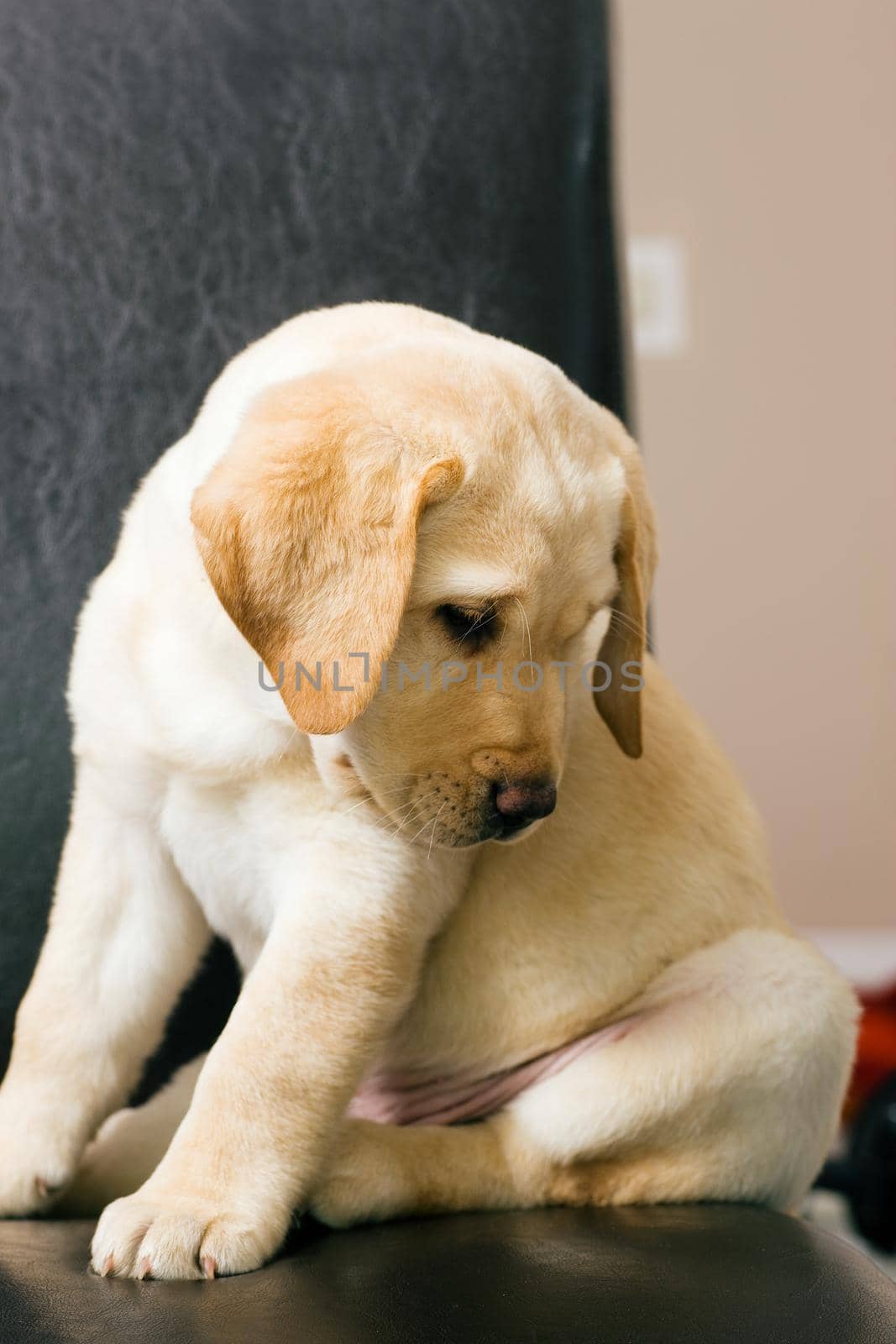 Cute, adorable Labrador Retriever puppy sitting on a chair