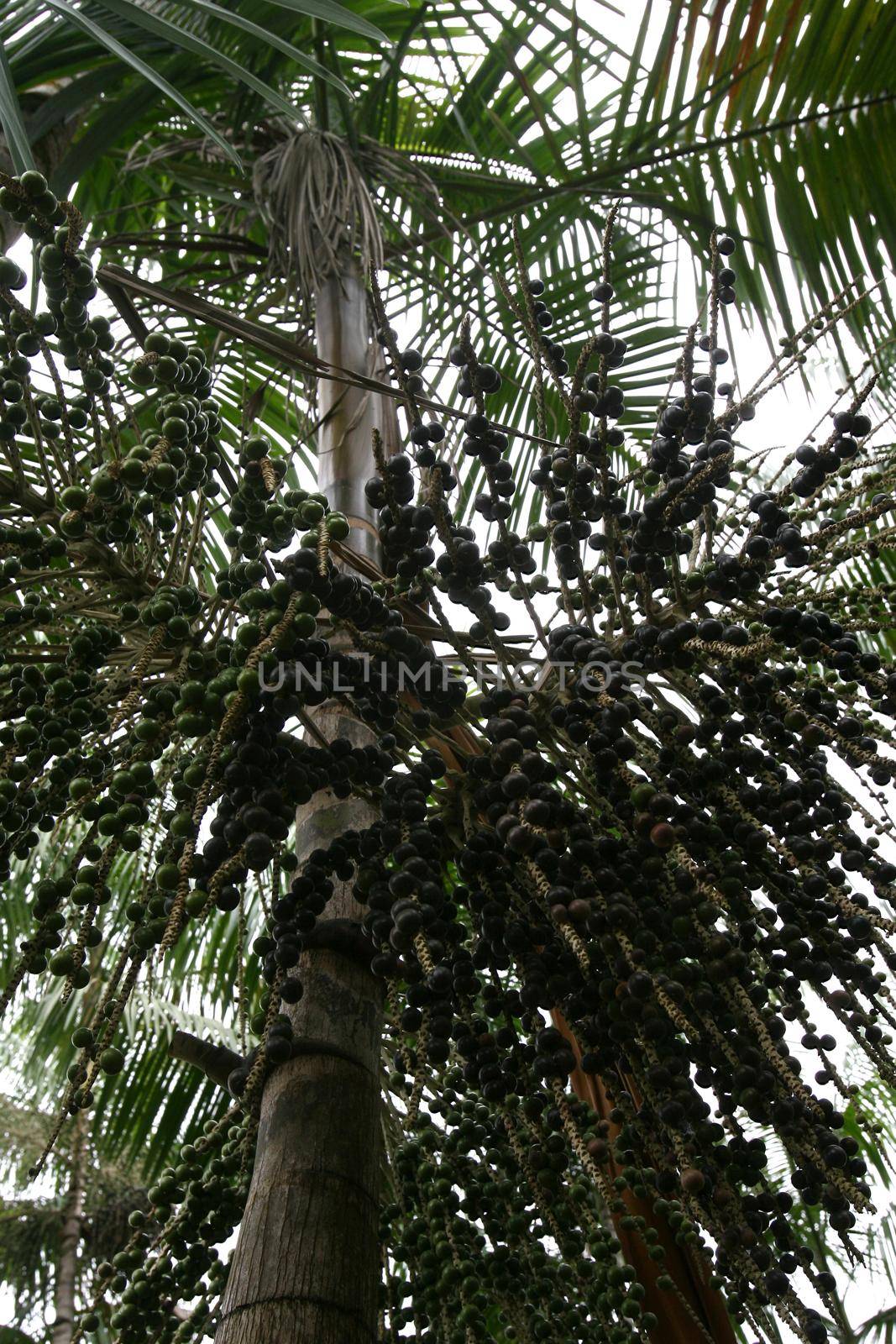 arataca, bahia / brazil - february 2, 2012: Acai palm plantation in the municipality of Arataca.