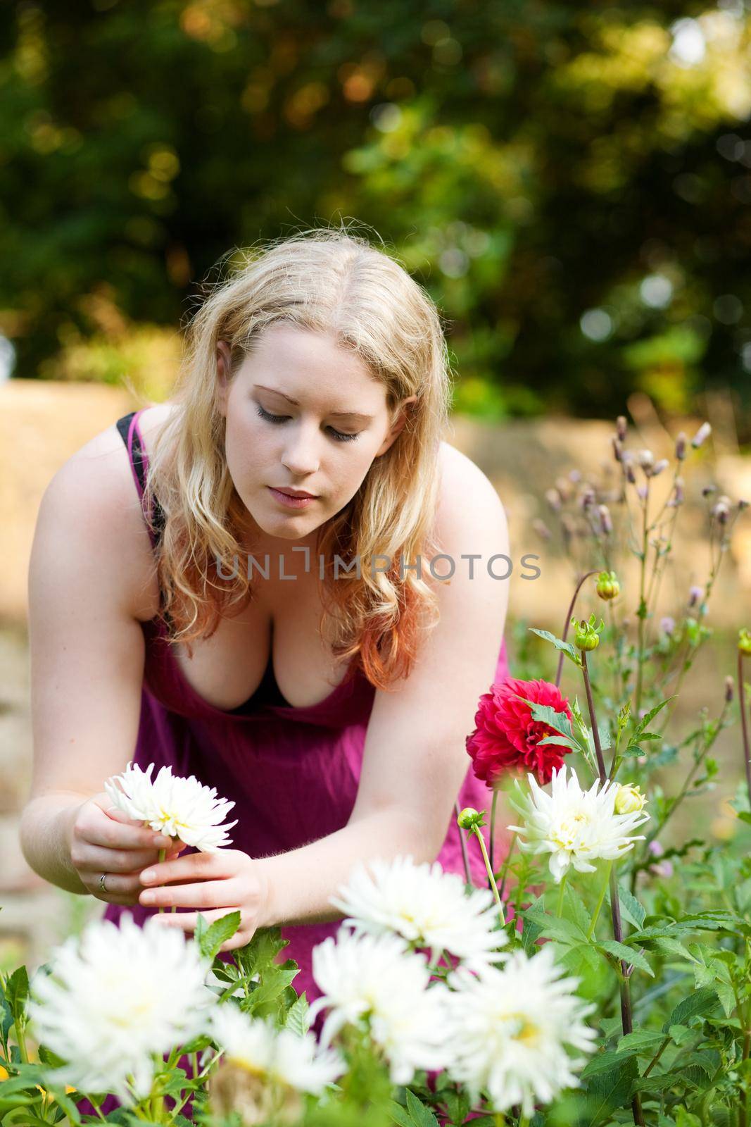 Woman doing garden work in the chrysanthemums on a beautiful summer day