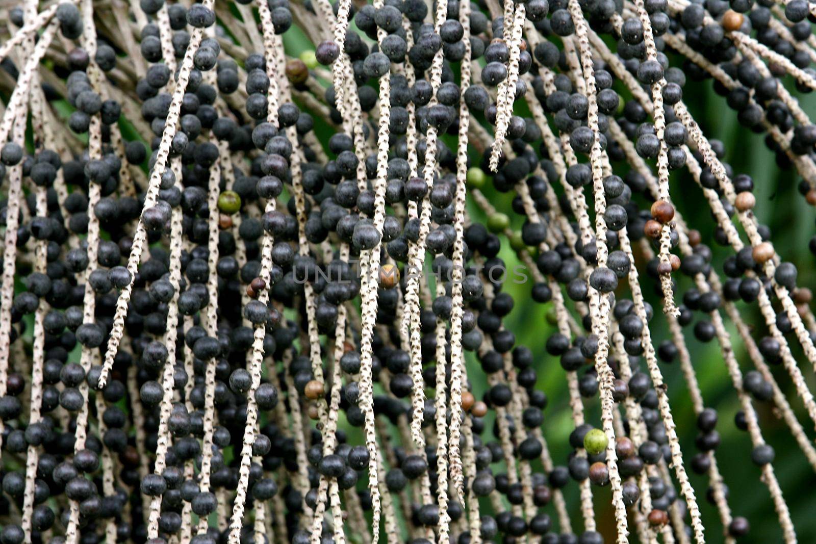 arataca, bahia / brazil - february 2, 2012: Acai palm plantation in the municipality of Arataca.