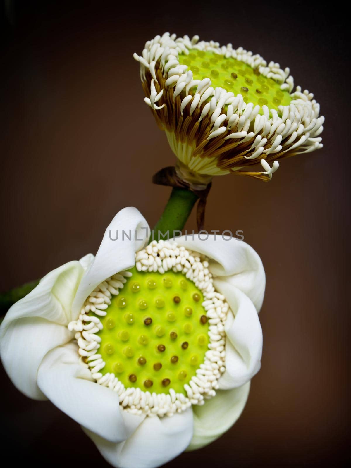 White lotus pods and pollen by Satakorn